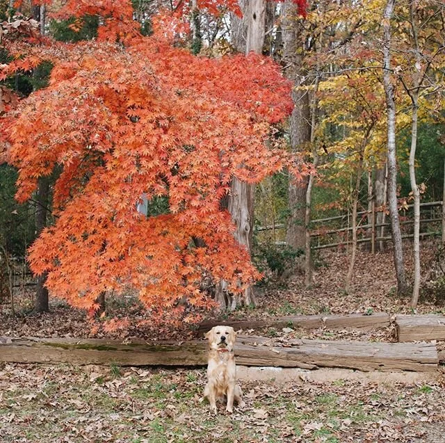 He&rsquo;s going for best in show next year 🏆
#minigoldenretriever #thanksgivingdogshow #vsco #thanksgiving