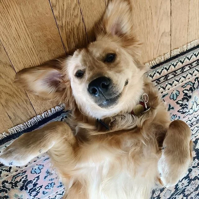 Self portraits by Bentley 
ft. my shredded rug 
#minigoldenretrievers #sundaymood #vsco