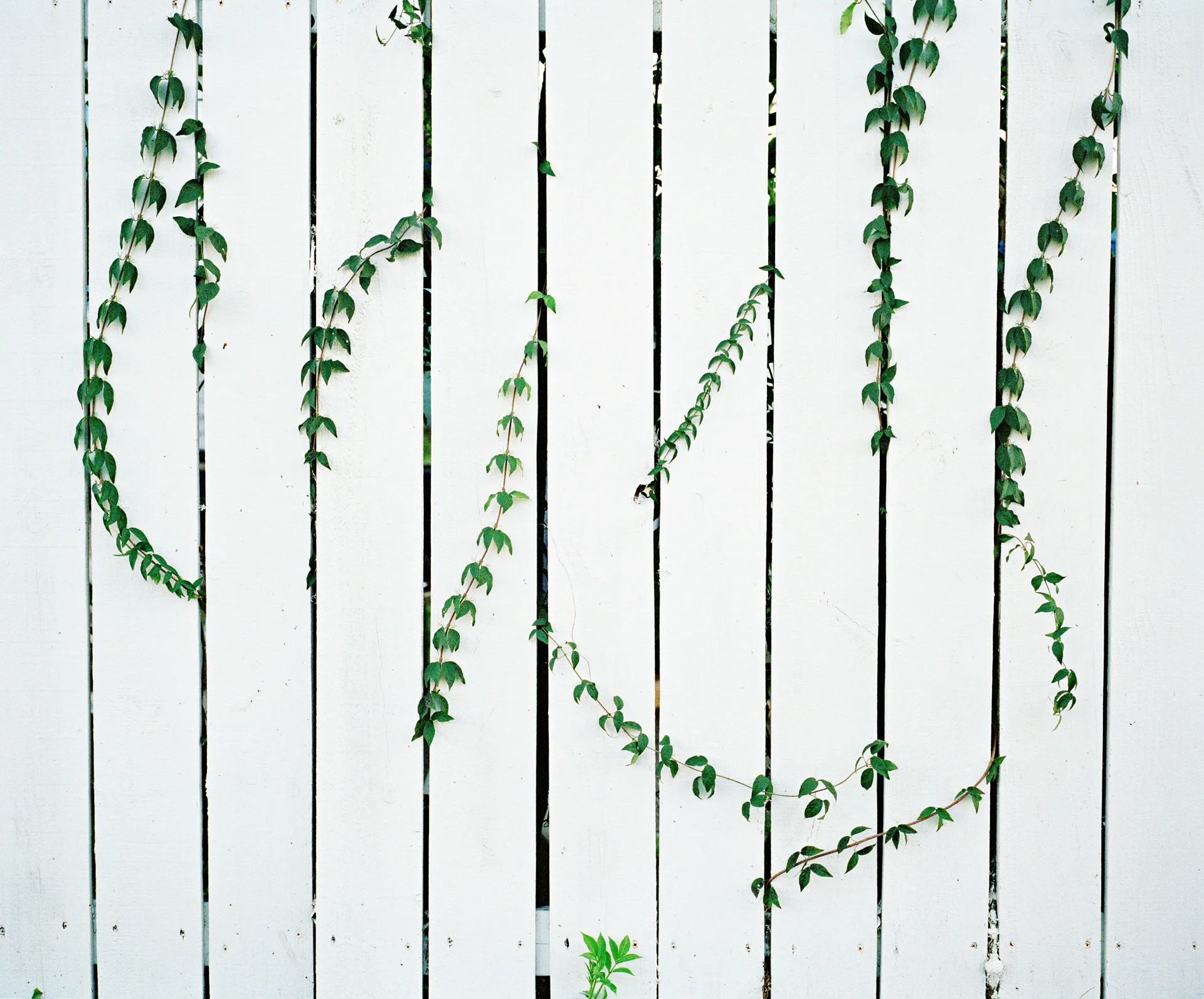 wildlife-vinespicketfence-20x24_1.jpg