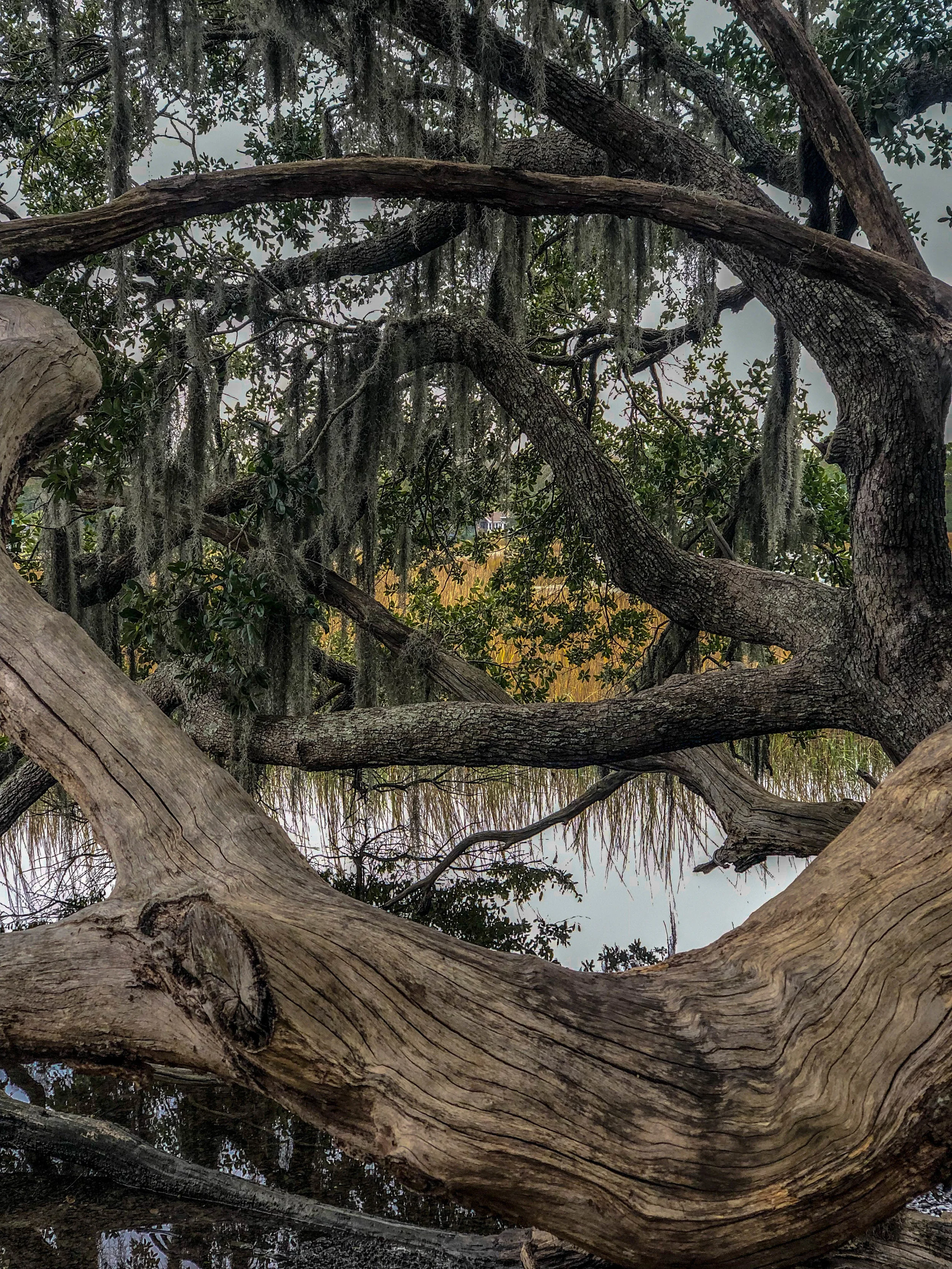 tree.jpg