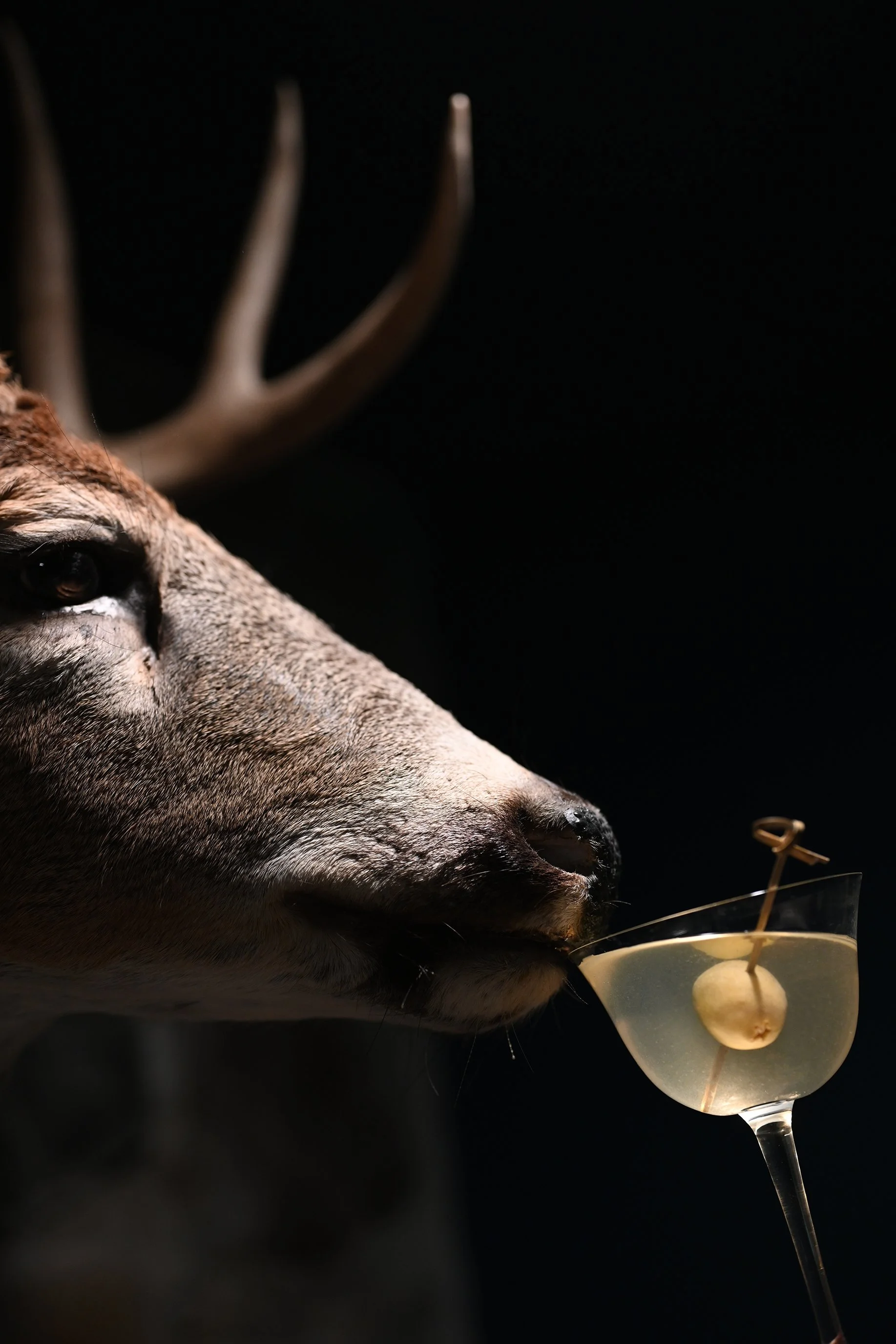 the deer drinks dirty.jpg