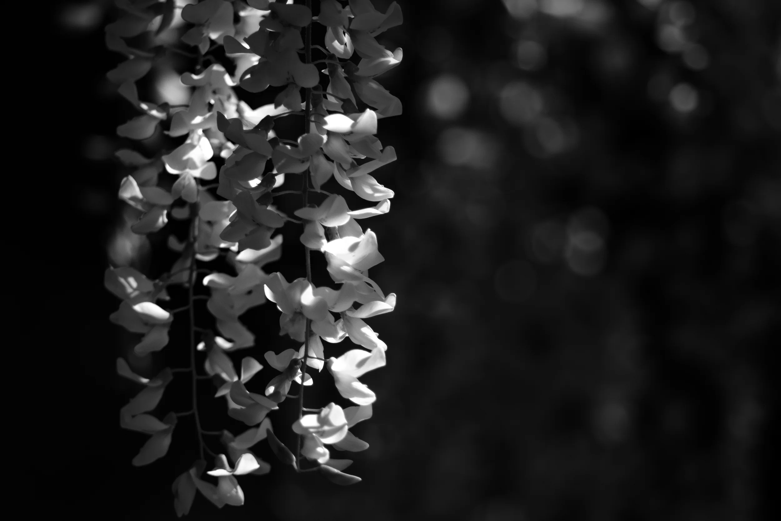 Fine-Art-Print-Kaz-Photo-Works-44.jpg