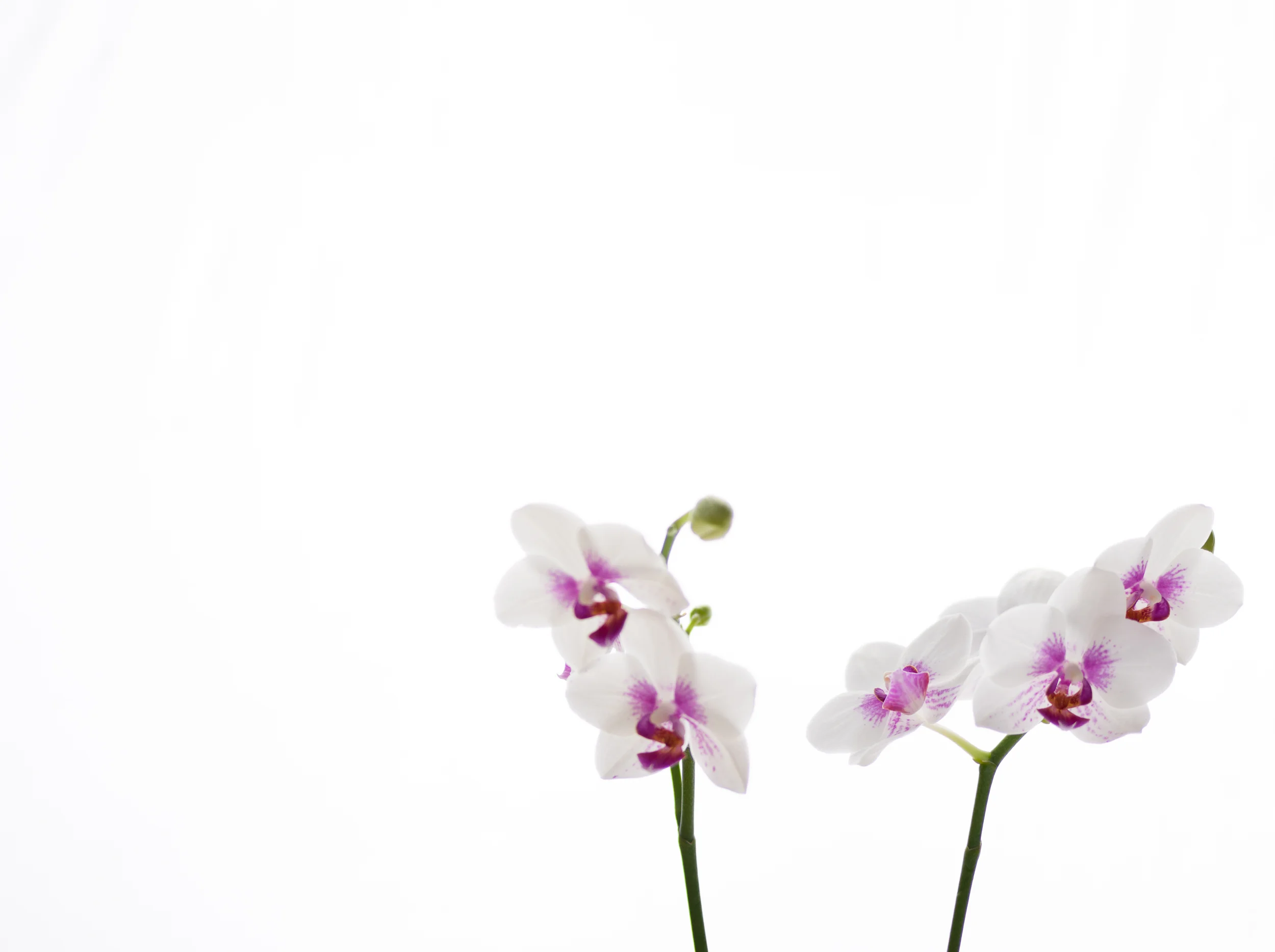 Fine-Art-Print-Kaz-Photo-Works-63.jpg