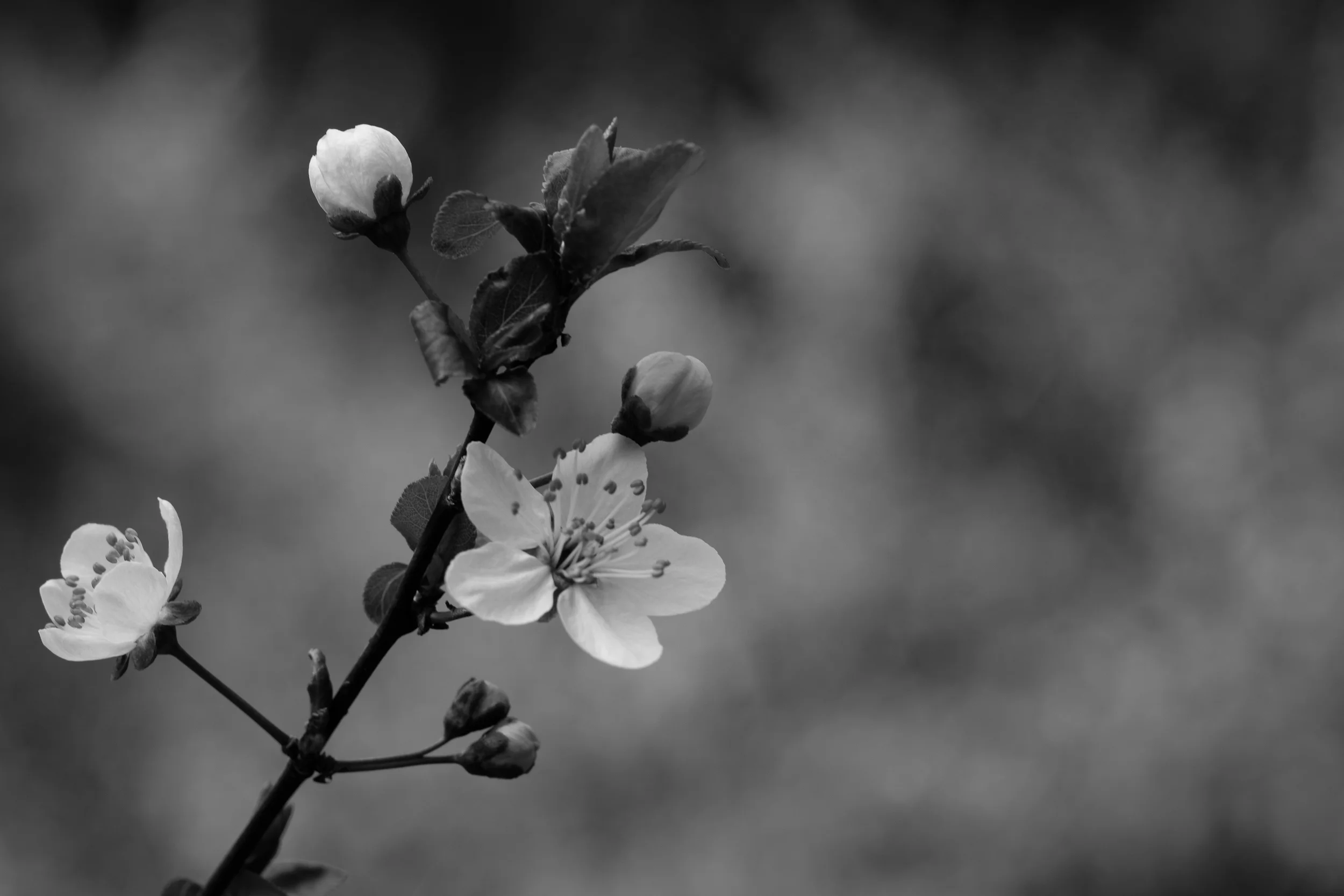 Fine-Art-Print-Kaz-Photo-Works-83.jpg