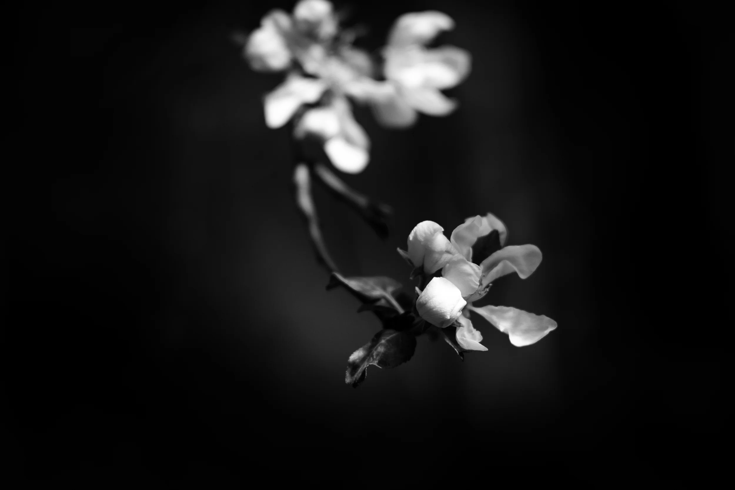 Fine Art Prints