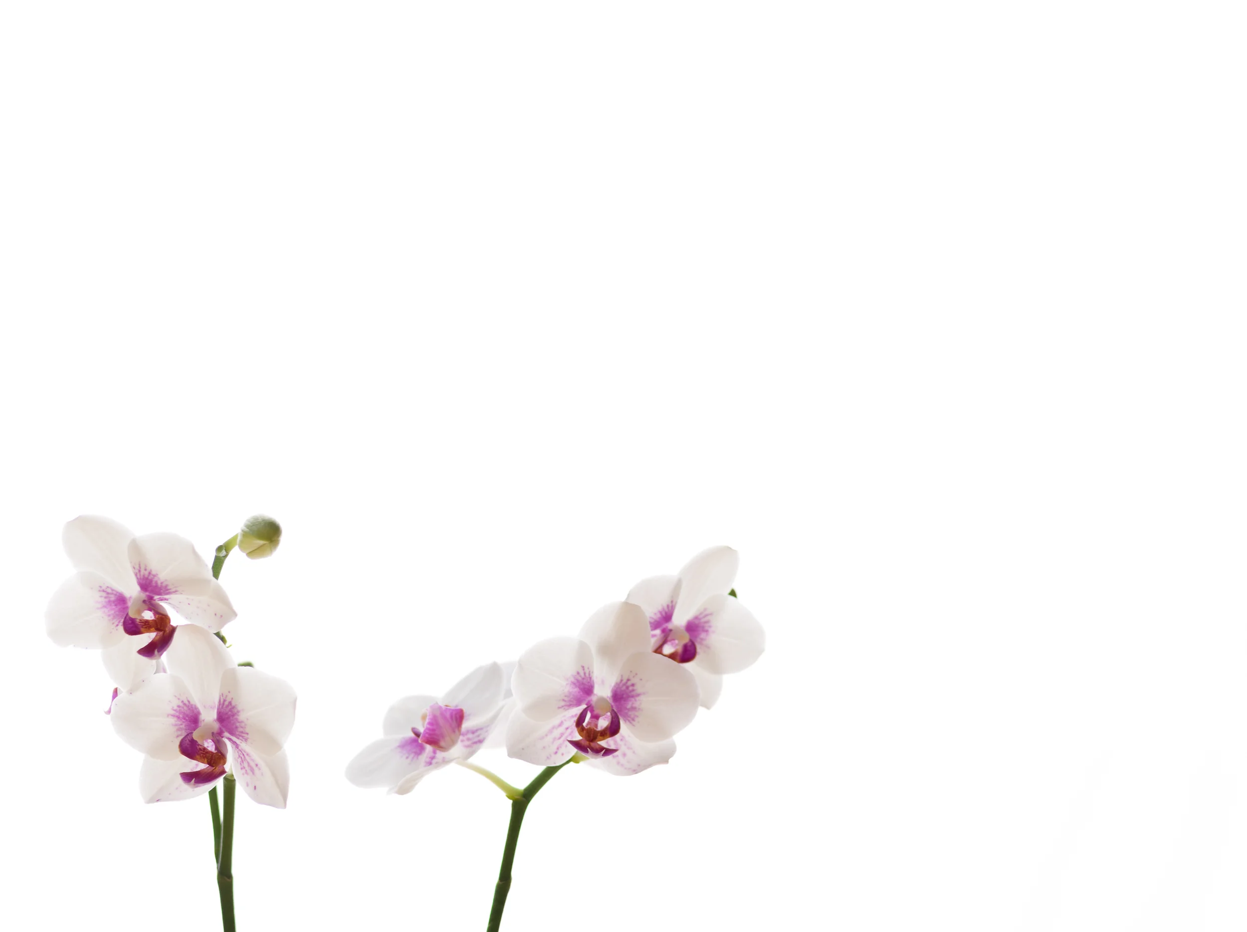 Fine-Art-Print-Kaz-Photo-Works-61.jpg