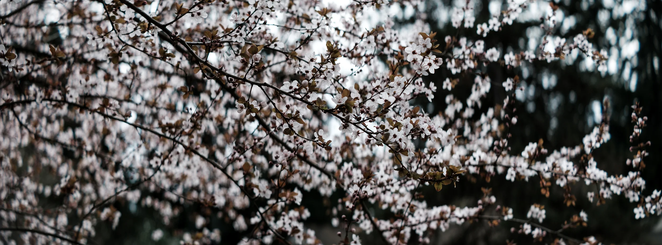 Fine-Art-Print-Kaz-Photo-Works-85.jpg