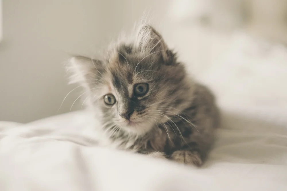 Kitten break! Take breathers whenever dealing with the heavy stuff.