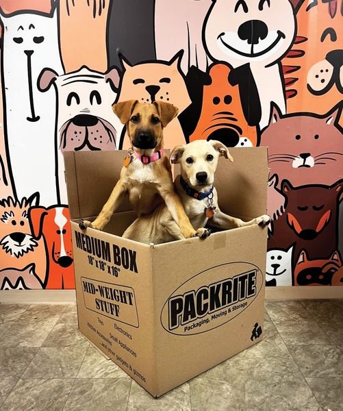 PackRite Boxes to the rescue!