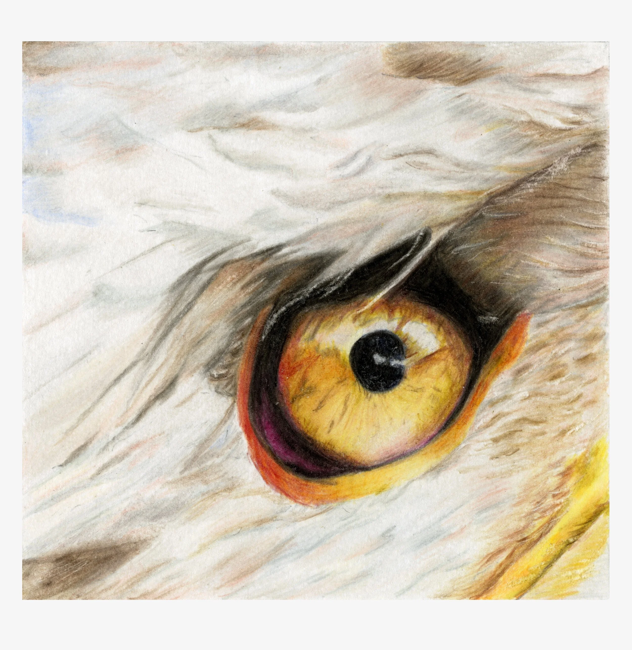 eyefull.jpg
