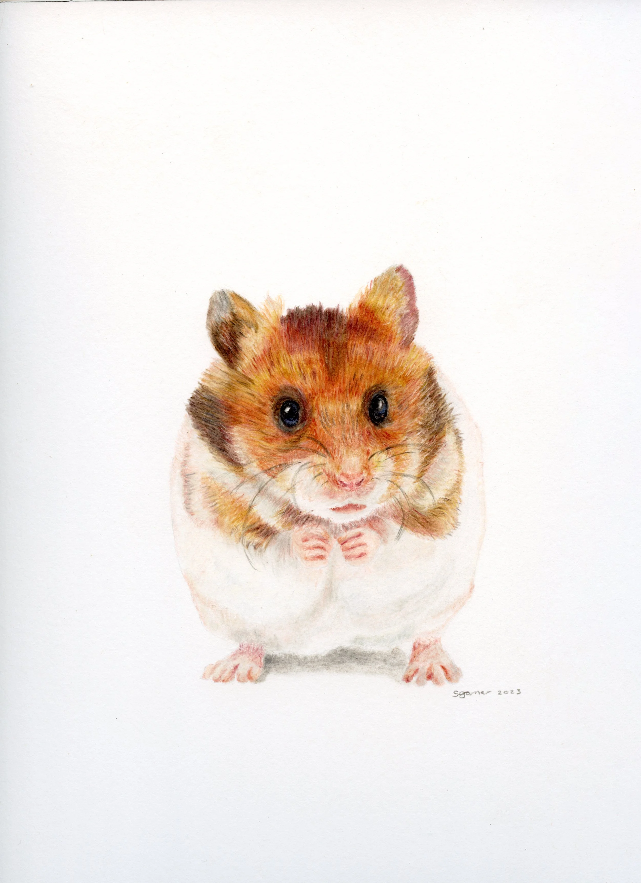 Hamster.jpg