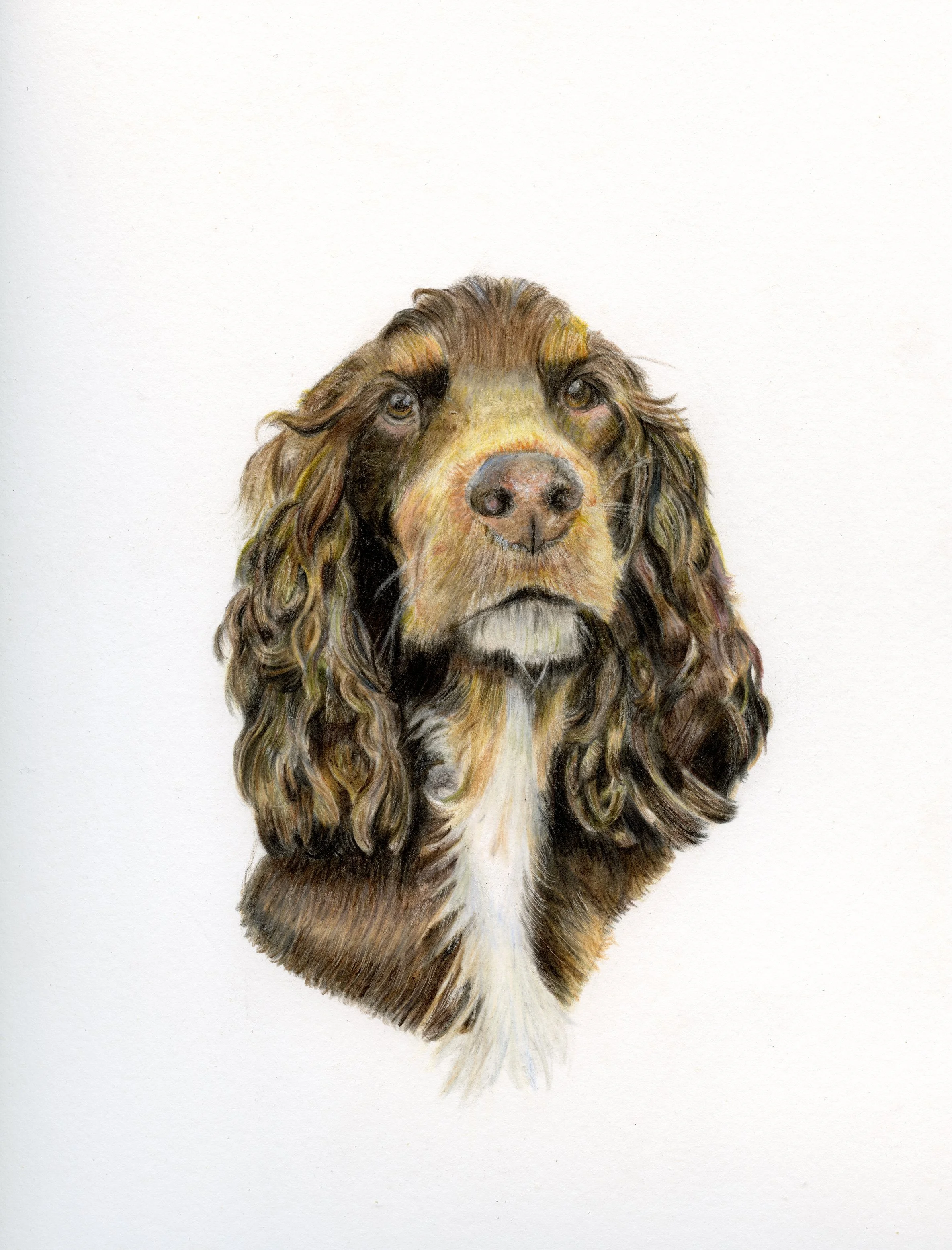 Spaniel20230717_08310443_01 copy.jpg