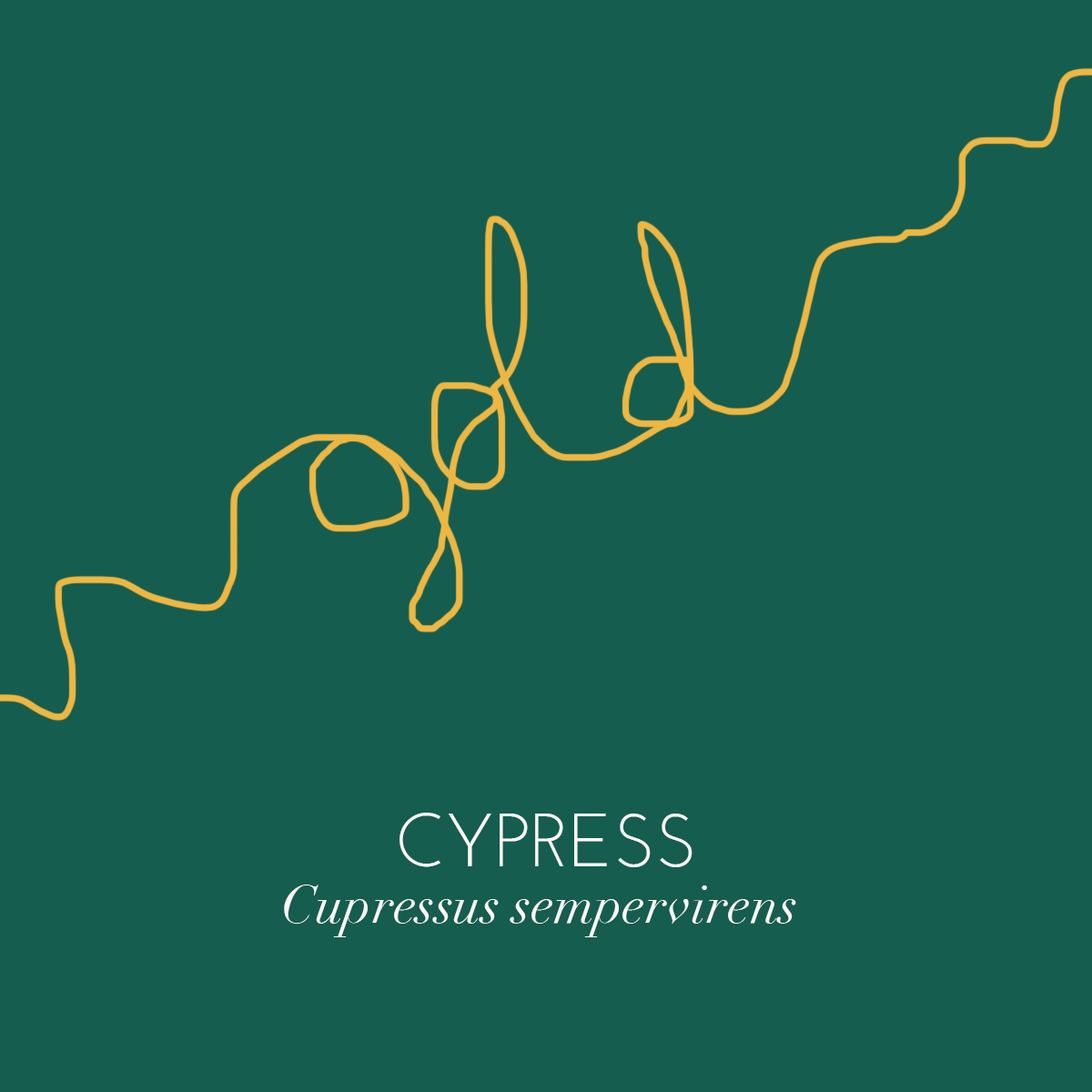 cypress,gold.png