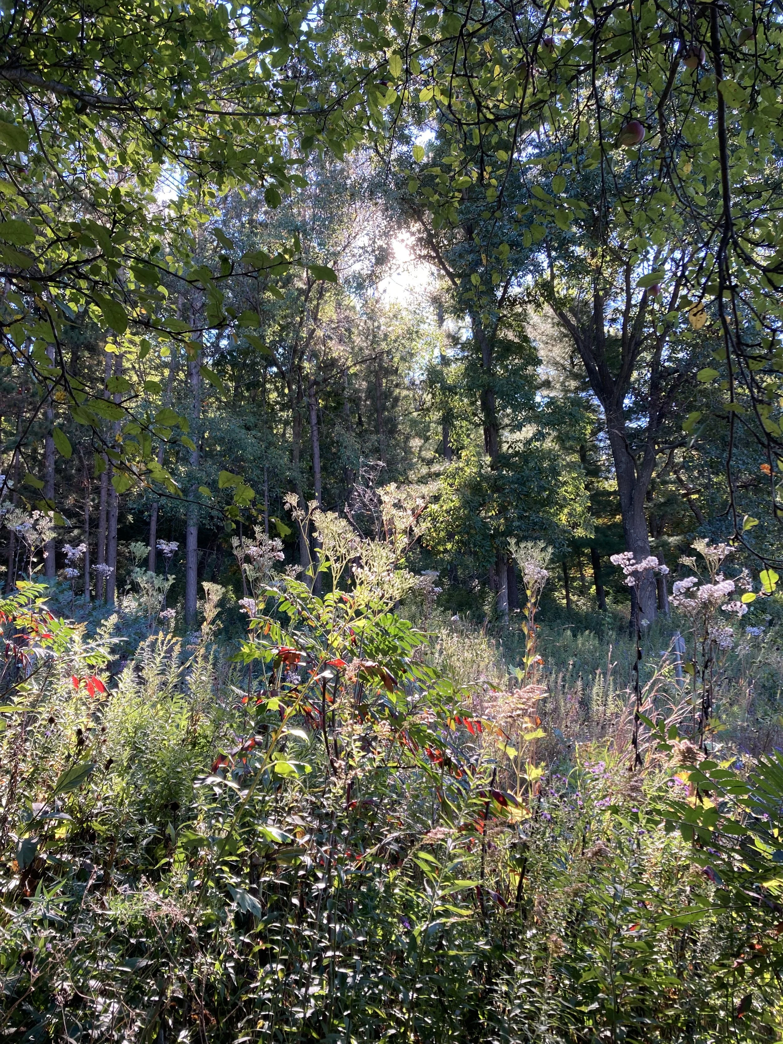 IMG_6406.jpeg