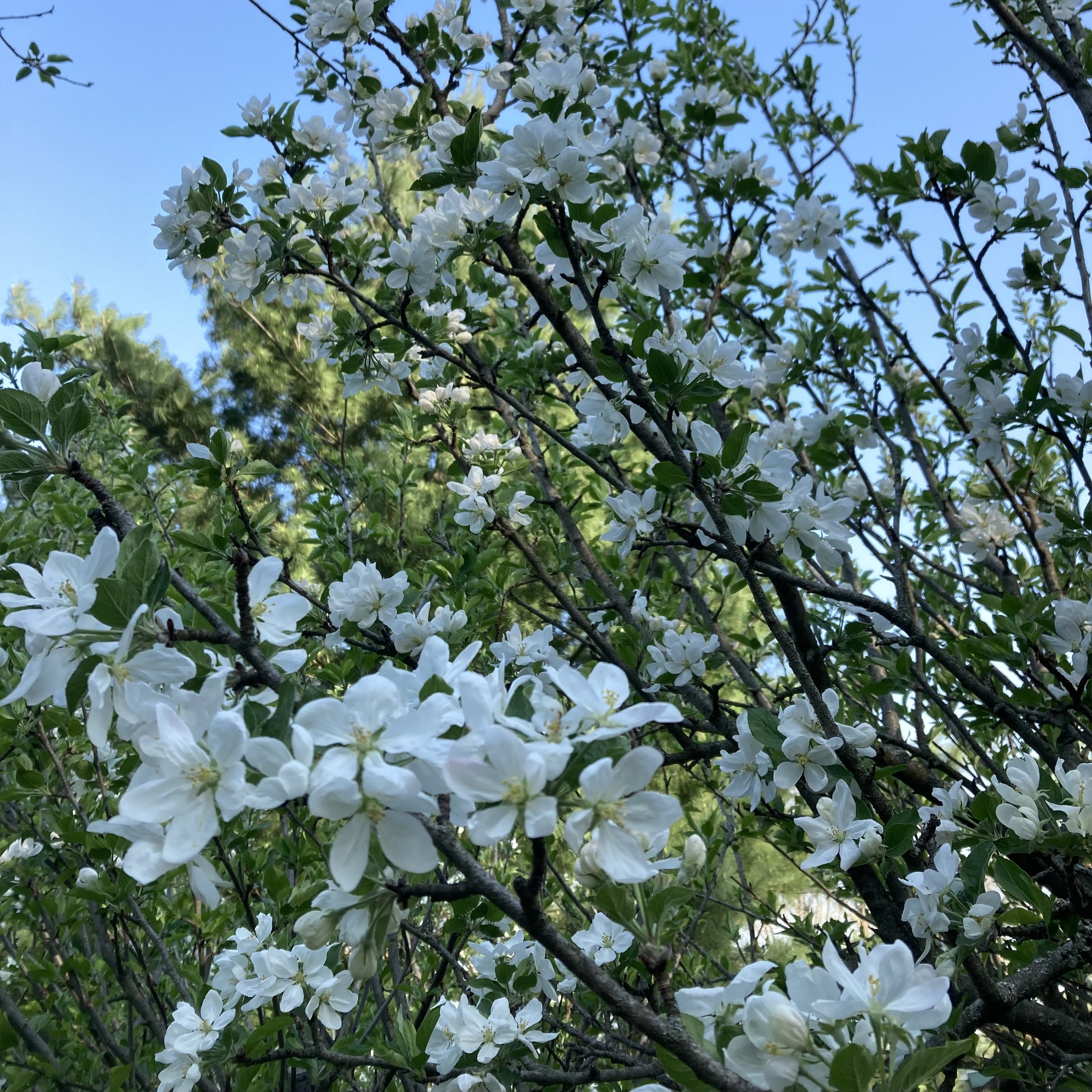 IMG_3542.jpeg
