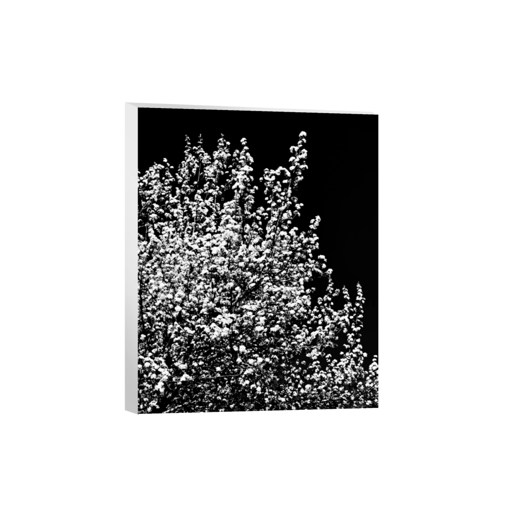 ptq_7_6_0_64_1536_1920_0_false_ffffff_0_0_.png