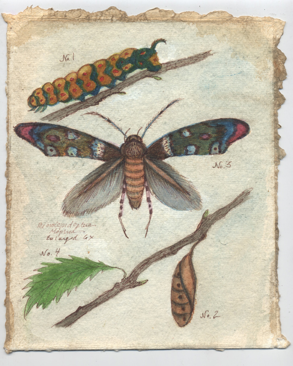 Kokovoko: Microlepidoptera