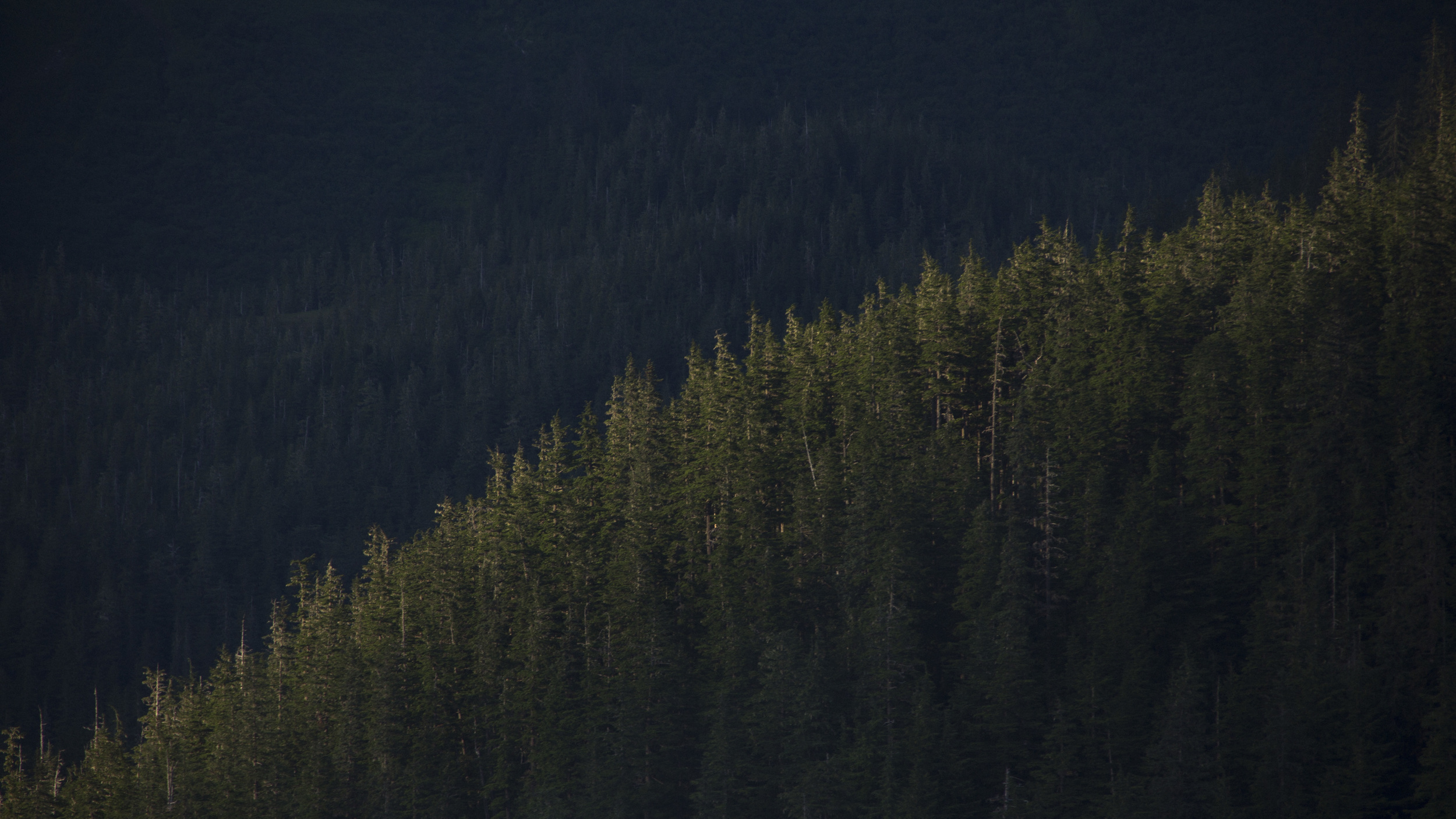 Tree Line.jpg