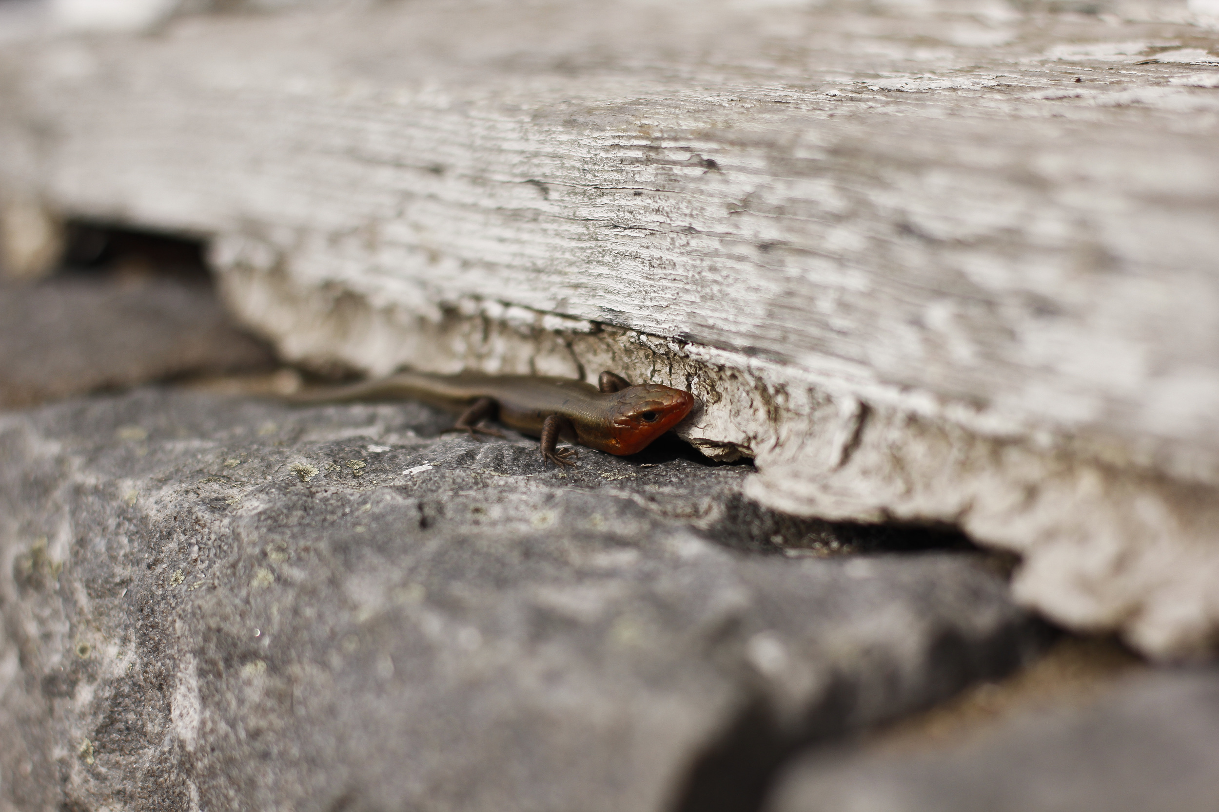This shelter's resident lizard wasn't to happy to see us invade his home.