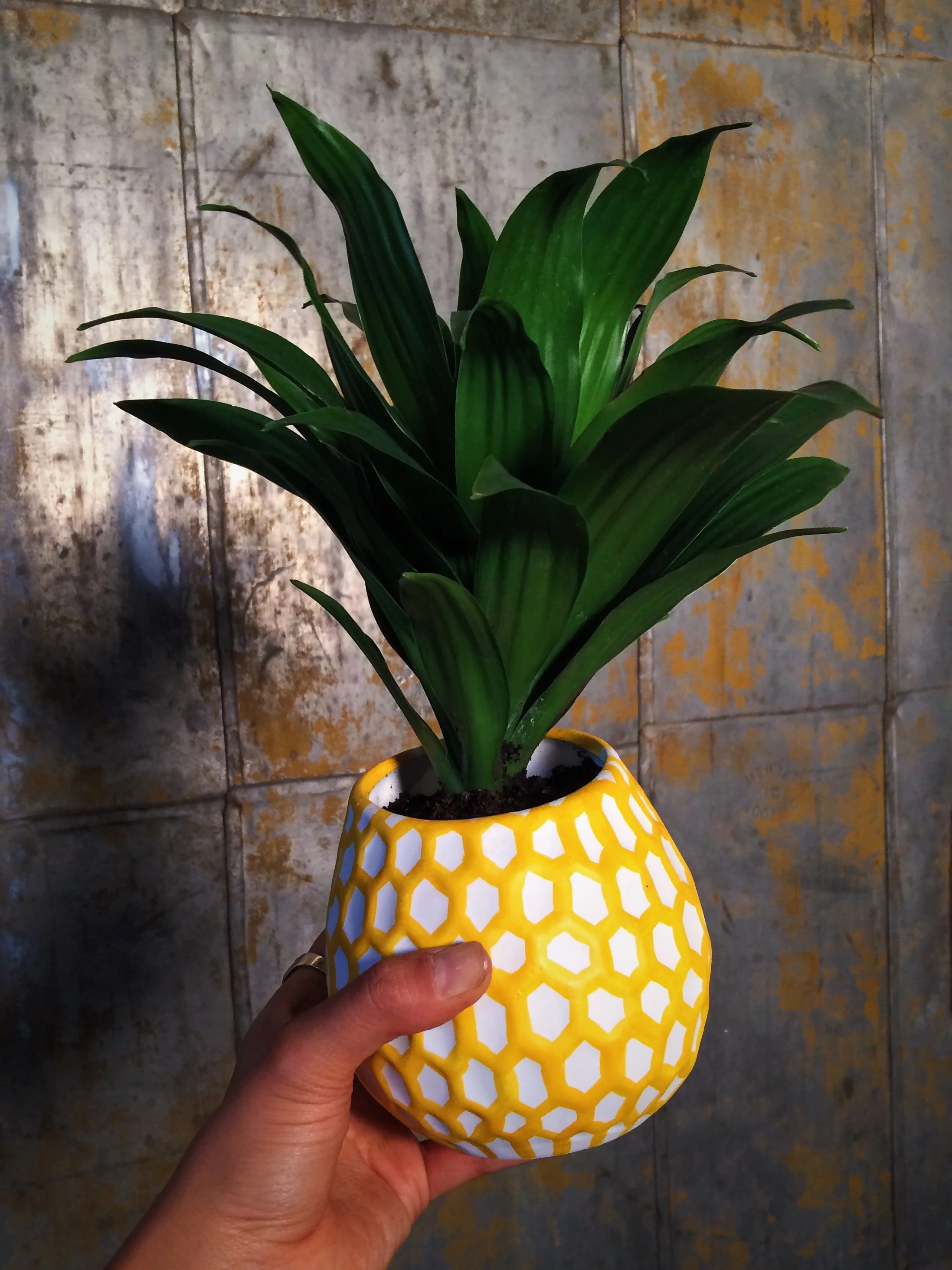 01Pineapple.jpg