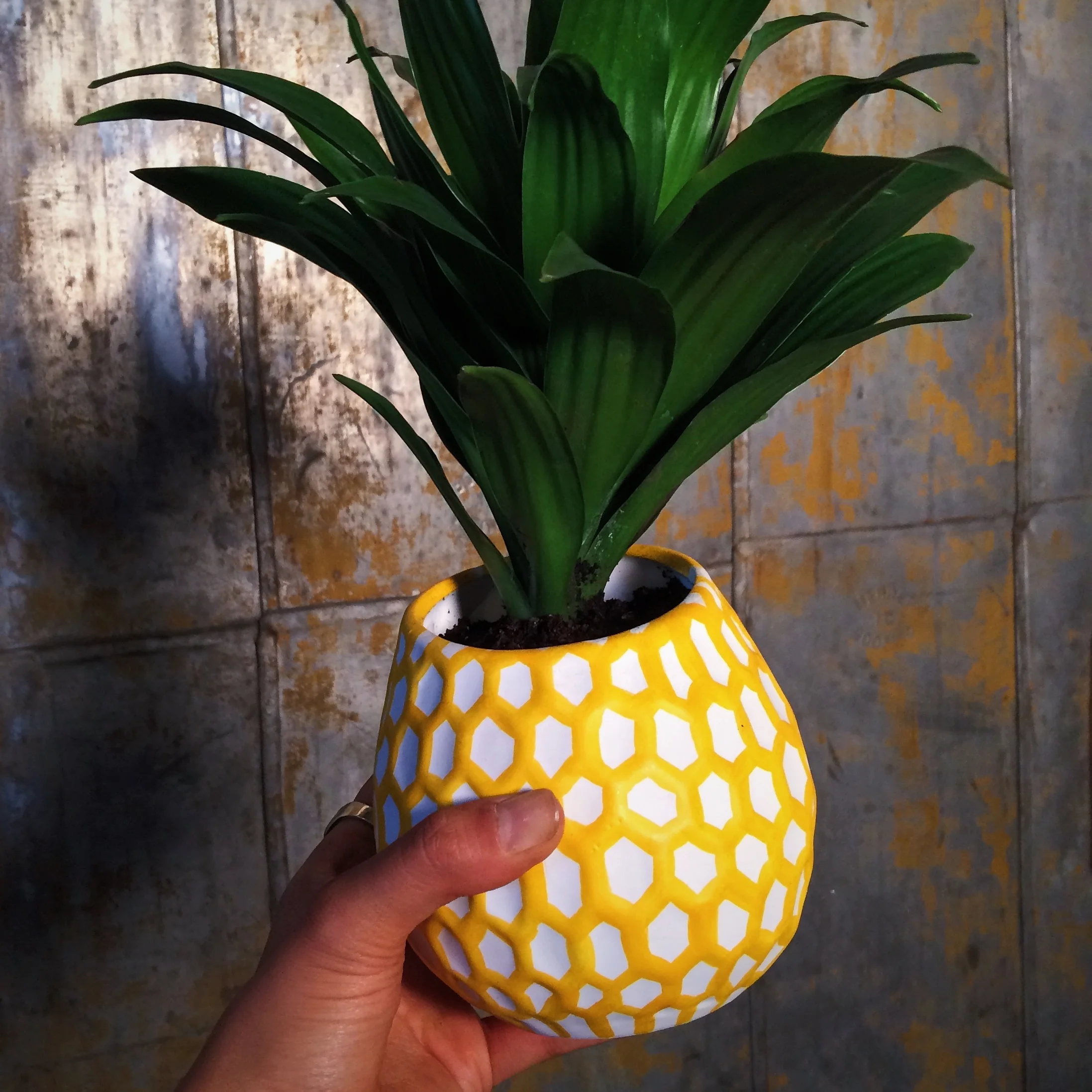 01Pineapple.jpg
