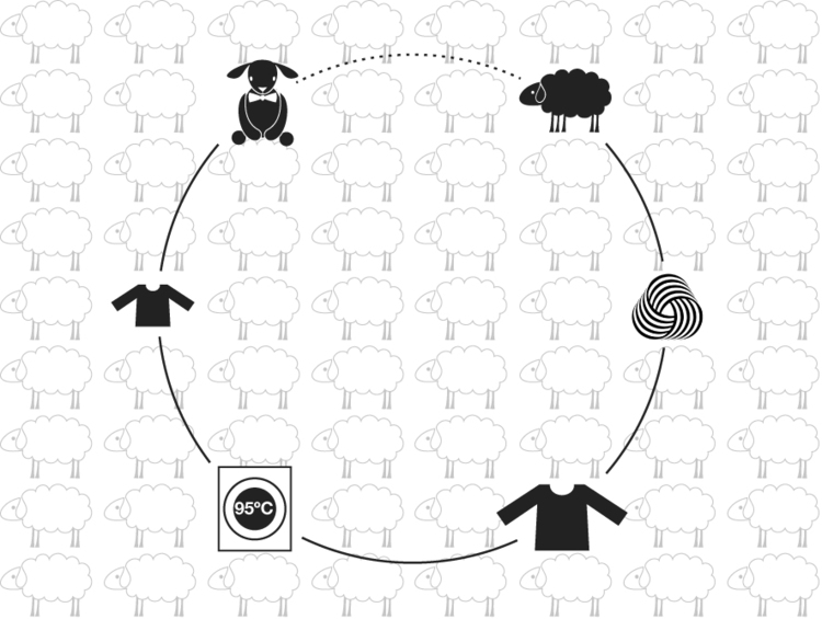The story of wool