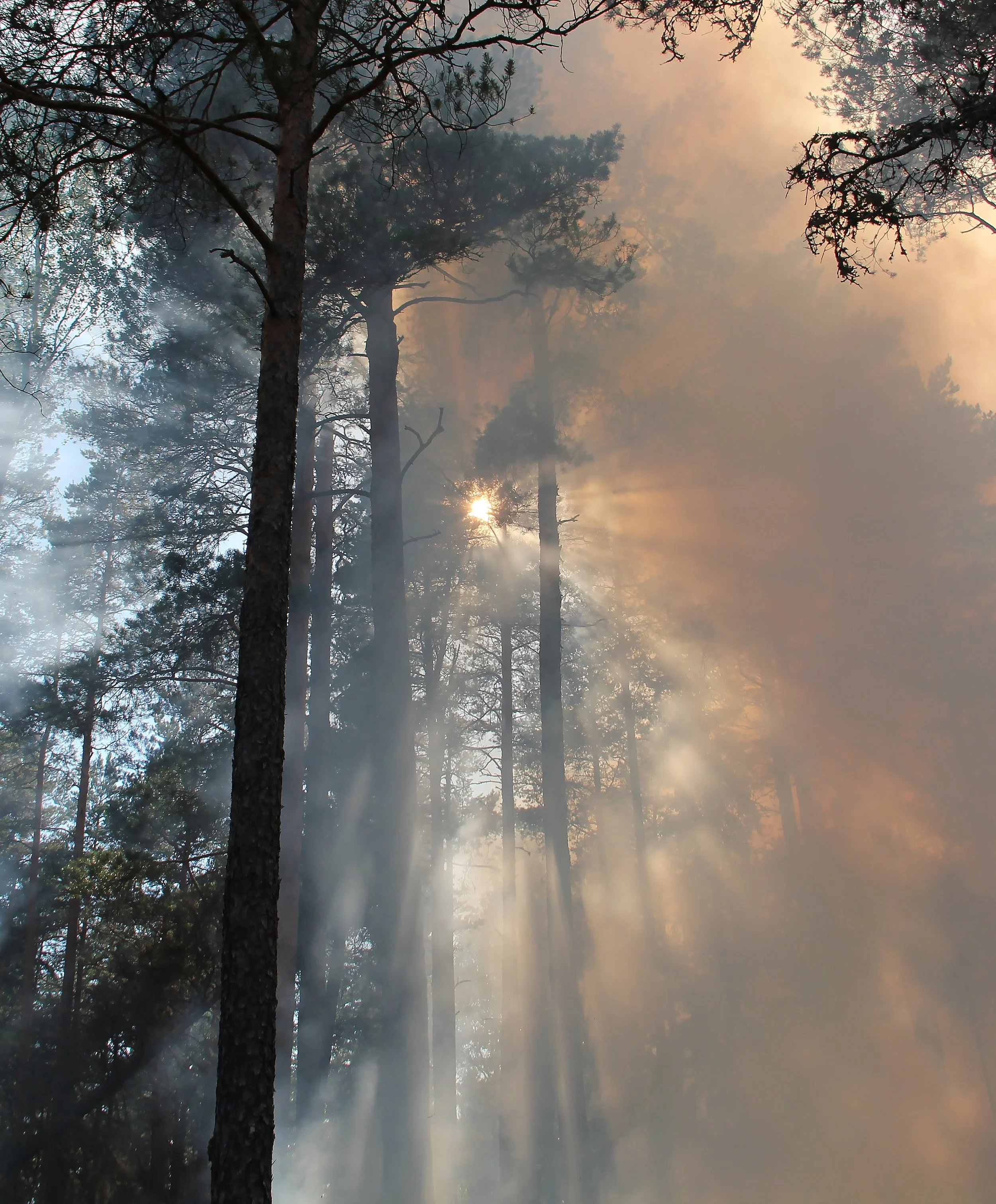forest-fire-433683.jpg