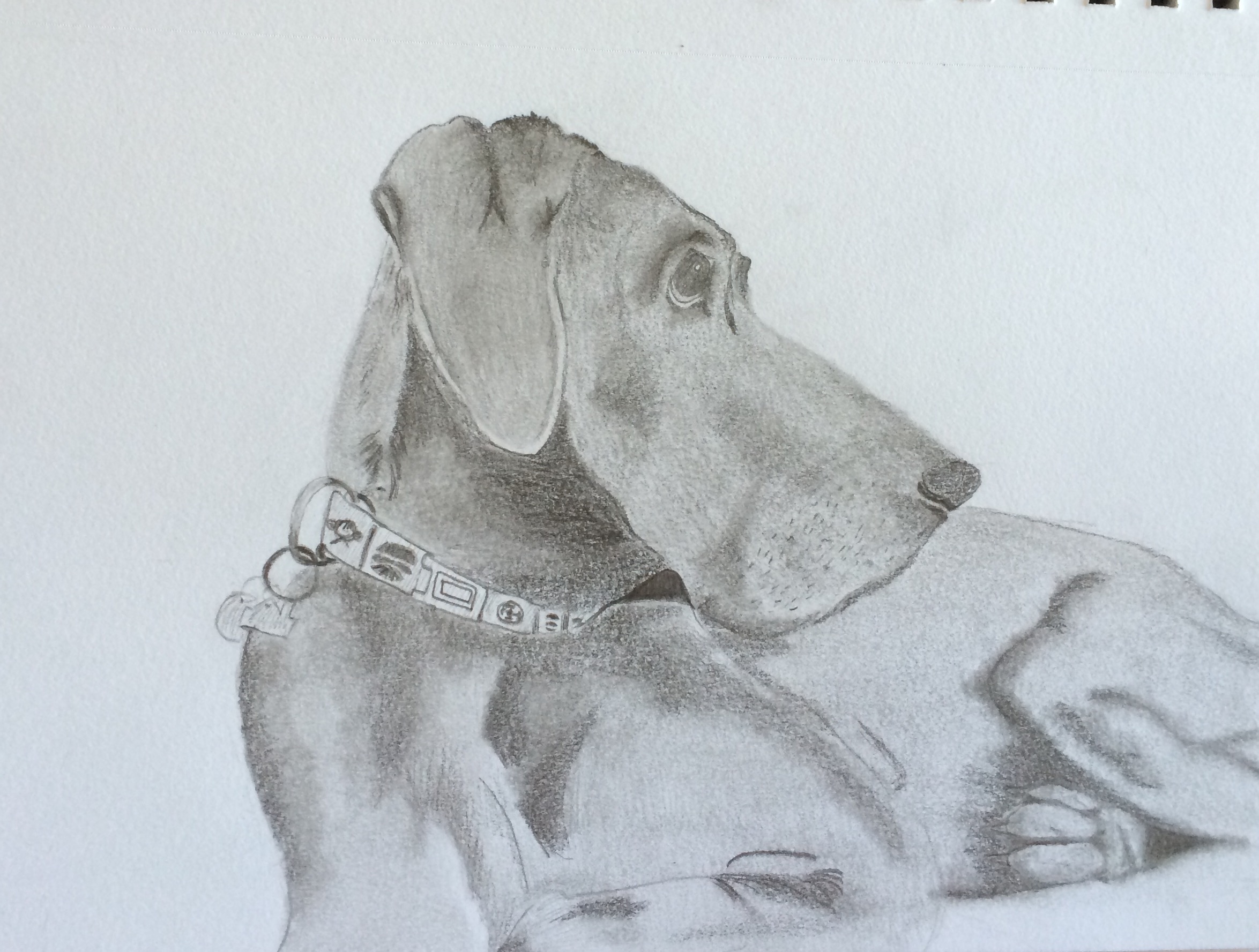Being sick has allowed me to re-explore hobbies and talents that I used to have, but put down in the passing of time. I have been able to remember how much I loved art (drawing, painting, clay, you name it). This is my beautiful beast-dog. You may remember her from such endearing descriptions as smelling like zoo-vagina.
