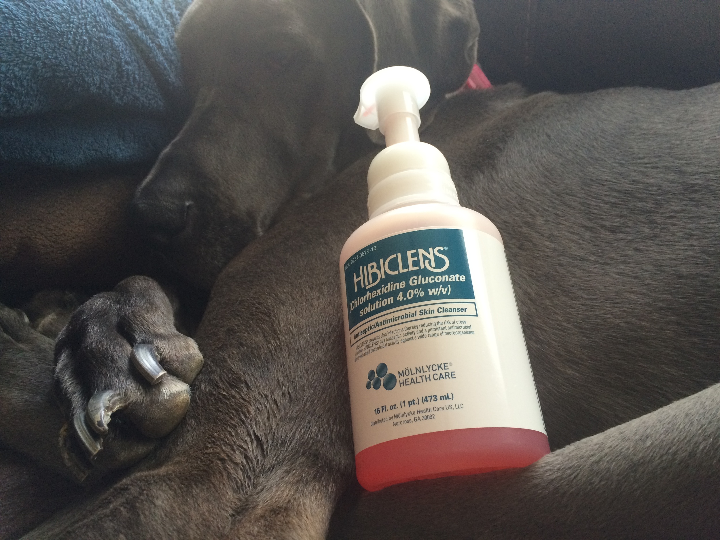 Daphne says "hi!" She also wants to know why I made her pose with the stinkiest soap on the planet. The pink is a lie. It looks like it might be perfumed to smell like berries or something pleasant. It isn't. It smells like horror.