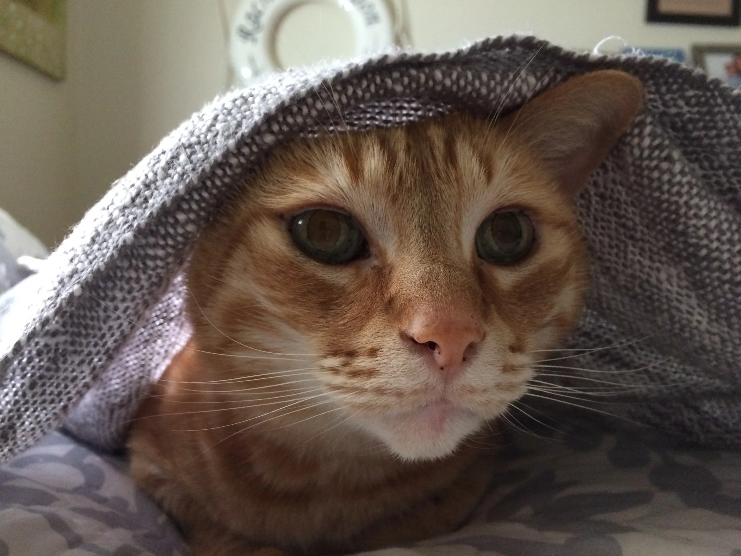 I didn't take any pictures of Collin's boats; but, you are about to read about something gross, so look at Homer being adorable. I mean, look at him. He's precious, right?
