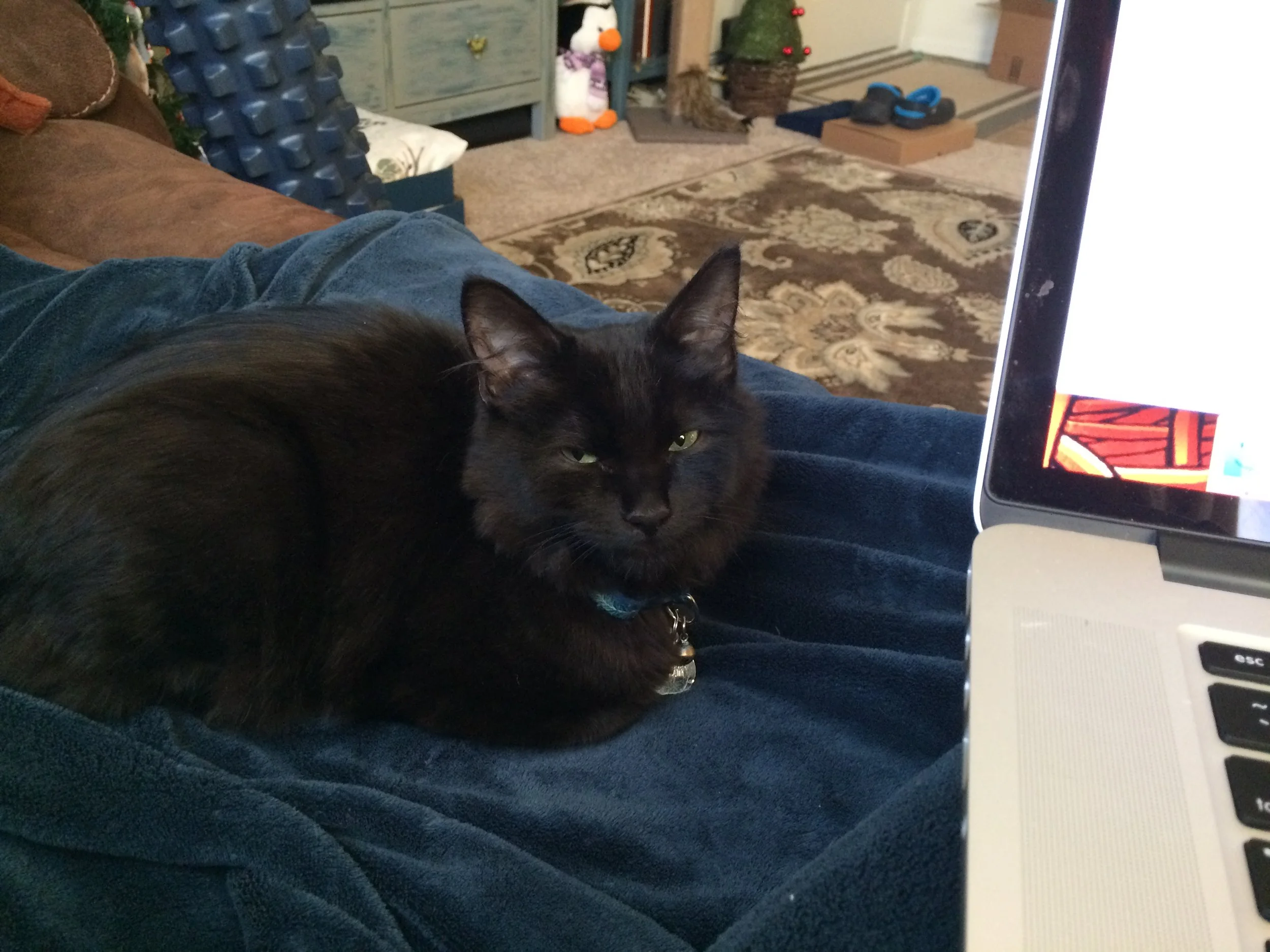 While he seems to have forgiven me, what with the sitting right next to me, something in his eyes suggests that he's plotting revenge. What do you think?