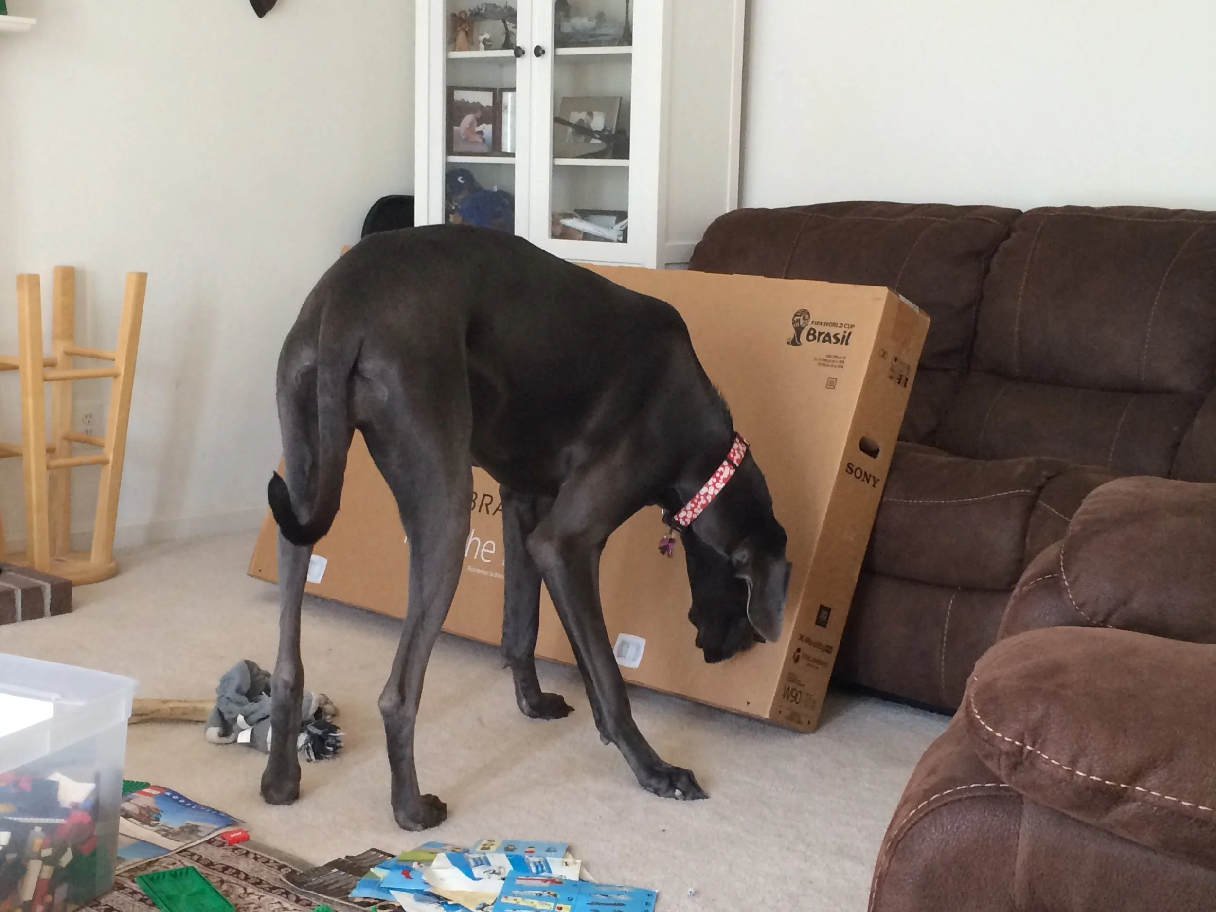 People often marvel at her size, and don't really get a good perspective at how big she is. This is from when we first moved into this house. This is Daphne next to the box for our flat screen television. She's as big as the T.V. So, yeah, she's not tiny. And, she's the runt of her litter, which made her the petite gal of her gang. She's 120 lbs, right now, which has her out-weighing me.
