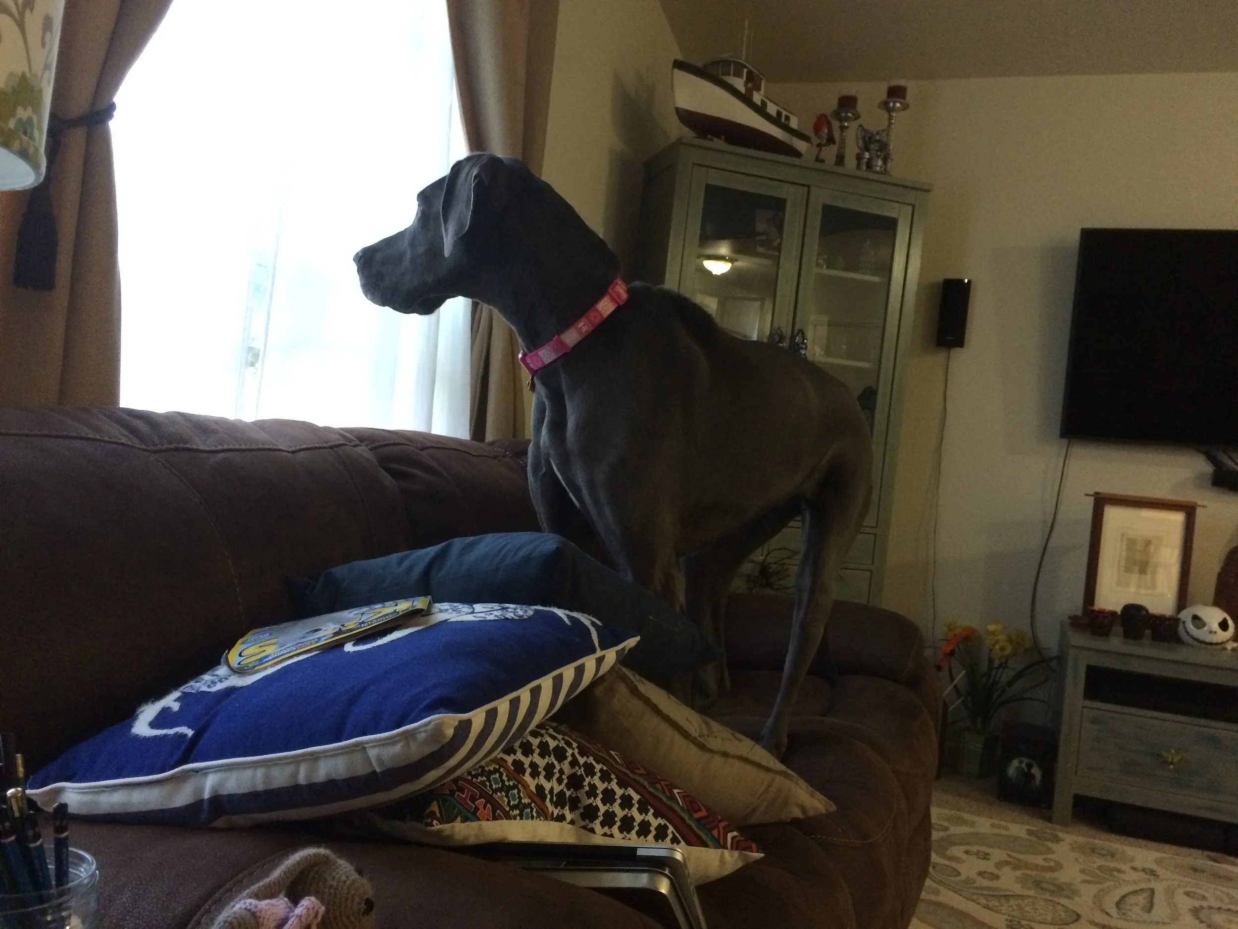 Thankfully, we also have Daphne's excellent skill set of protecting us from invisible intruders that only she can see. She warns us of these intruders by barking incessantly at them, and scaring them away. She's also very good at insisting on pristine spots on the couch, on which to take her 18-hour naps, pushing all of our pillows into piles, as shown. Weird and perfect dog that she is.