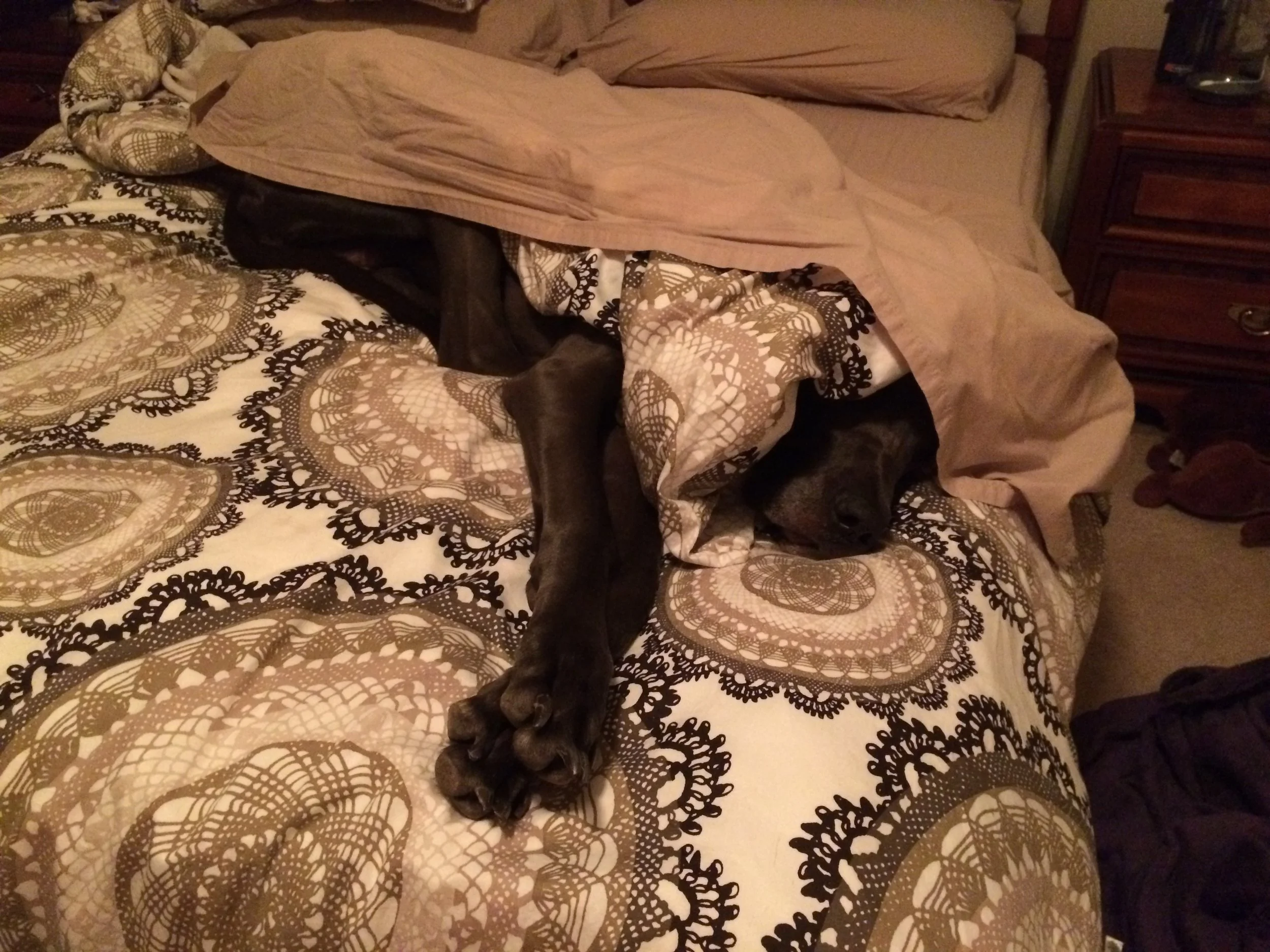 A puppy that's probably bigger than your full-grown dog, "helping" me make the bed.
