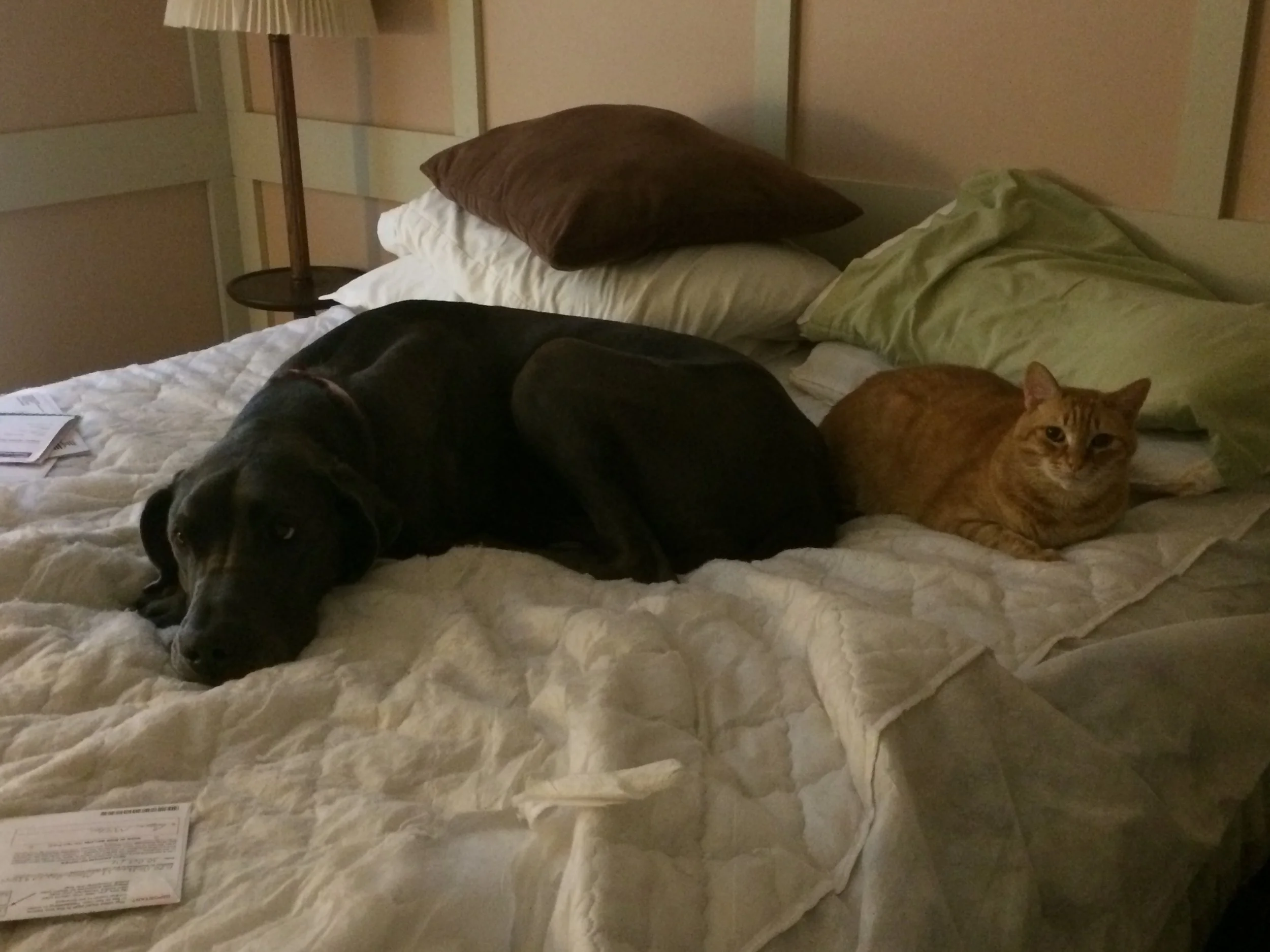 Buddies, in the no-pack room, while the movers packed our house in Virginia, with the bed stripped down to nothing, freaking the hell out, but providing solace to one another.