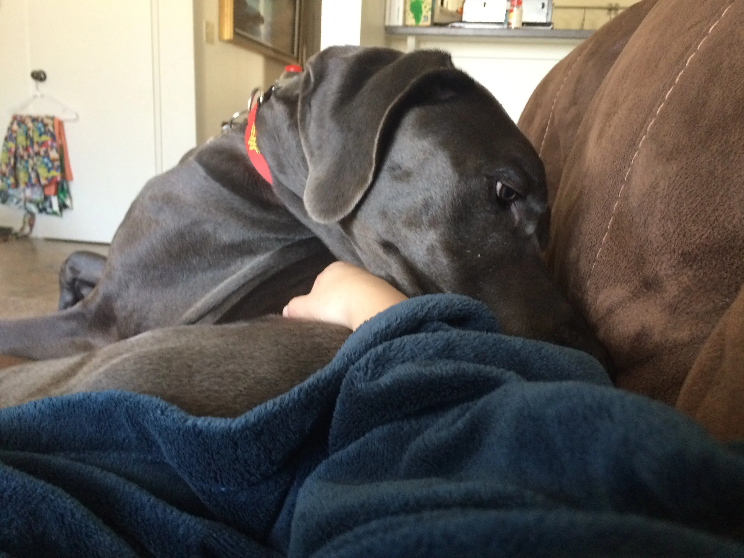 I love this face that she makes. If you stop petting her before she's done being petted, she bashes her head against your hand, and makes this pitiful face, with a look in her eyes that says, "please sir, can I have some more?" It's disarmingly charming.