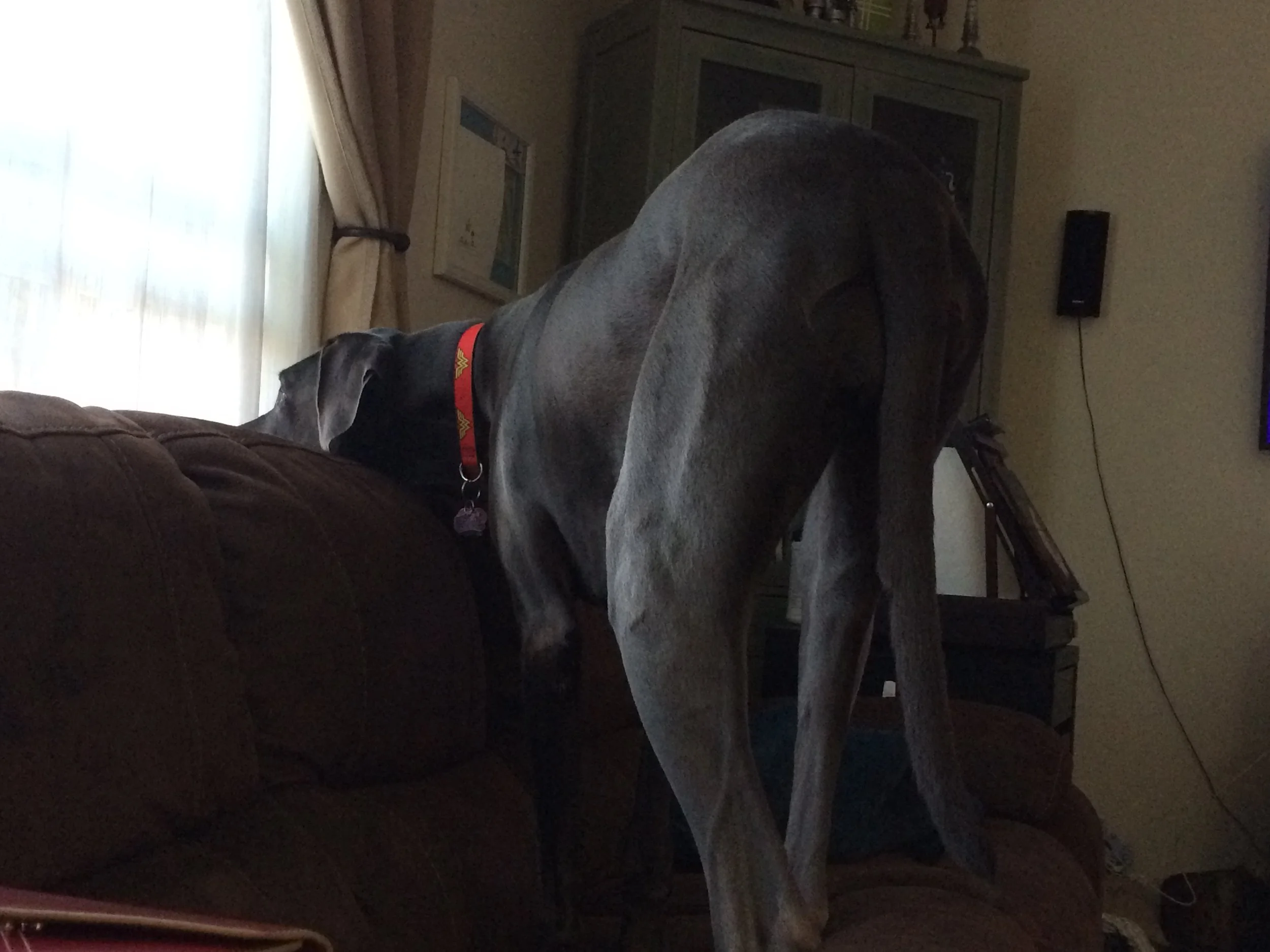 A pretty accurate depiction of her days: glaring out the window, pacing up and down the couch, whining and whimpering.