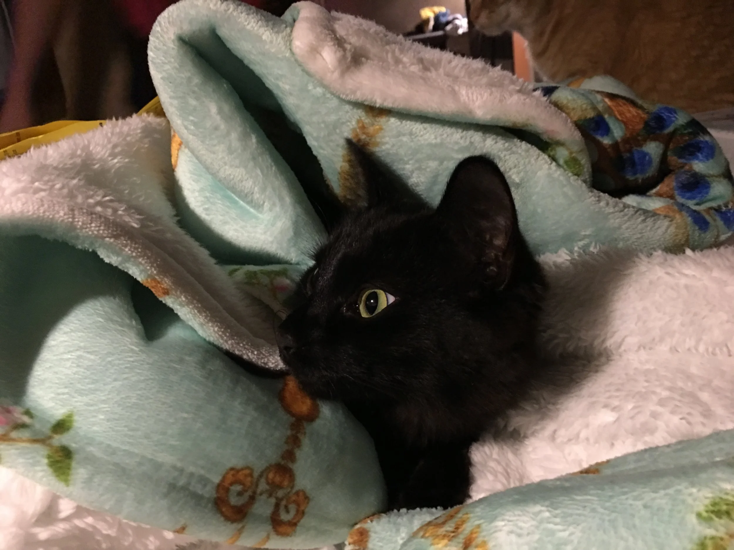 More of Loki coping with the drive. This is him in the back in a moment of peeping out of the nest he'd created for himself, at the back window to see if we were, in fact, dead yet. We had survived.