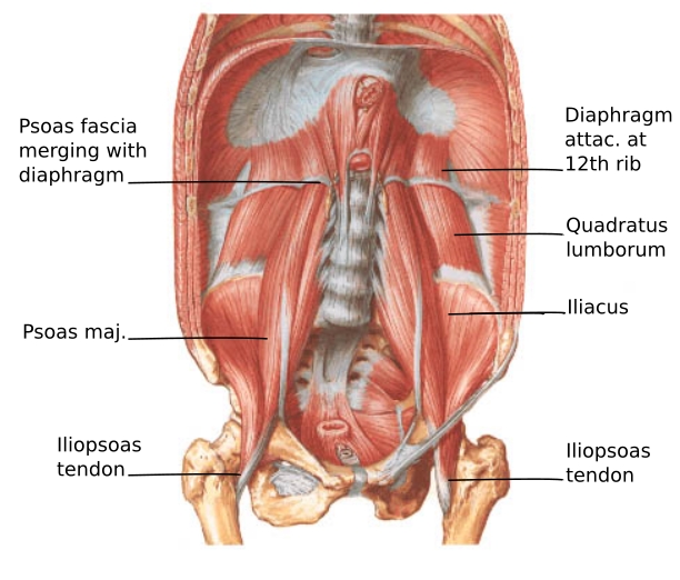 iliopsoas-tendon-anatomy-the-iliopsoas-the-irresistible-center-of-existence-the.png.jpeg