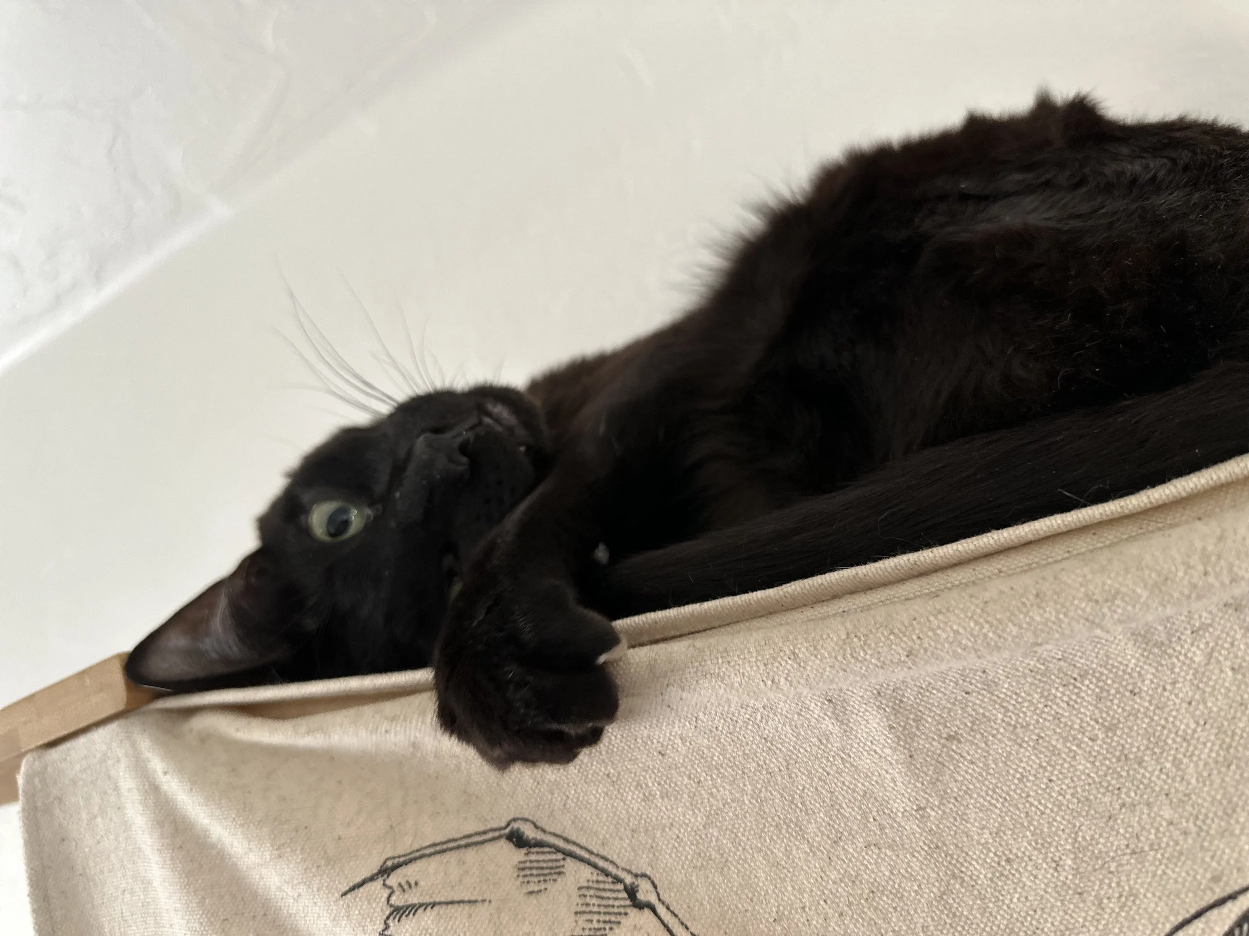 Black savannah cat sleeping