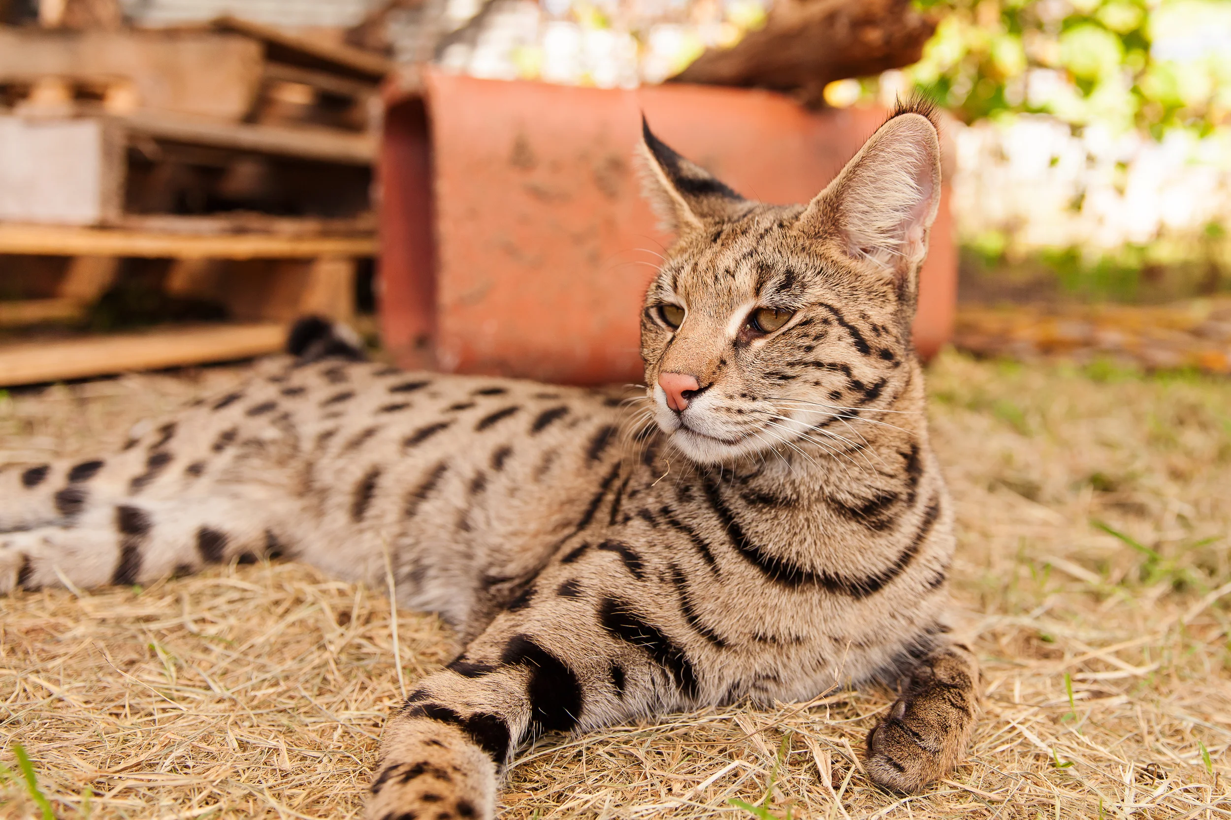 Savannah Cat Largest Domestic Cat Species Serval Largest House