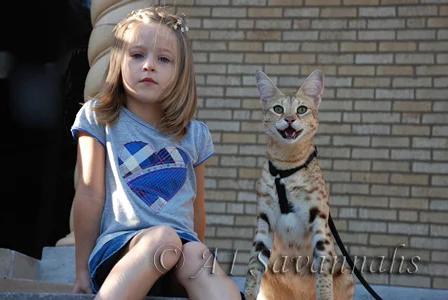 Scarlett's Magic - F1 Savannah Supreme 
