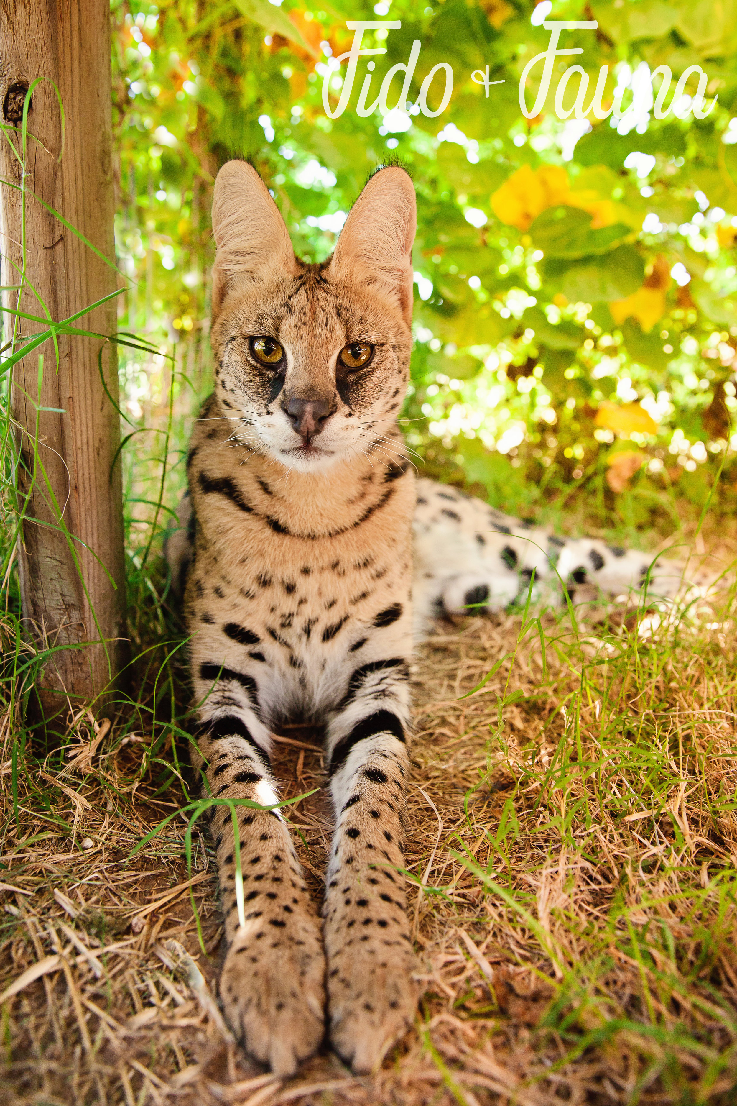 serval kittens for sale