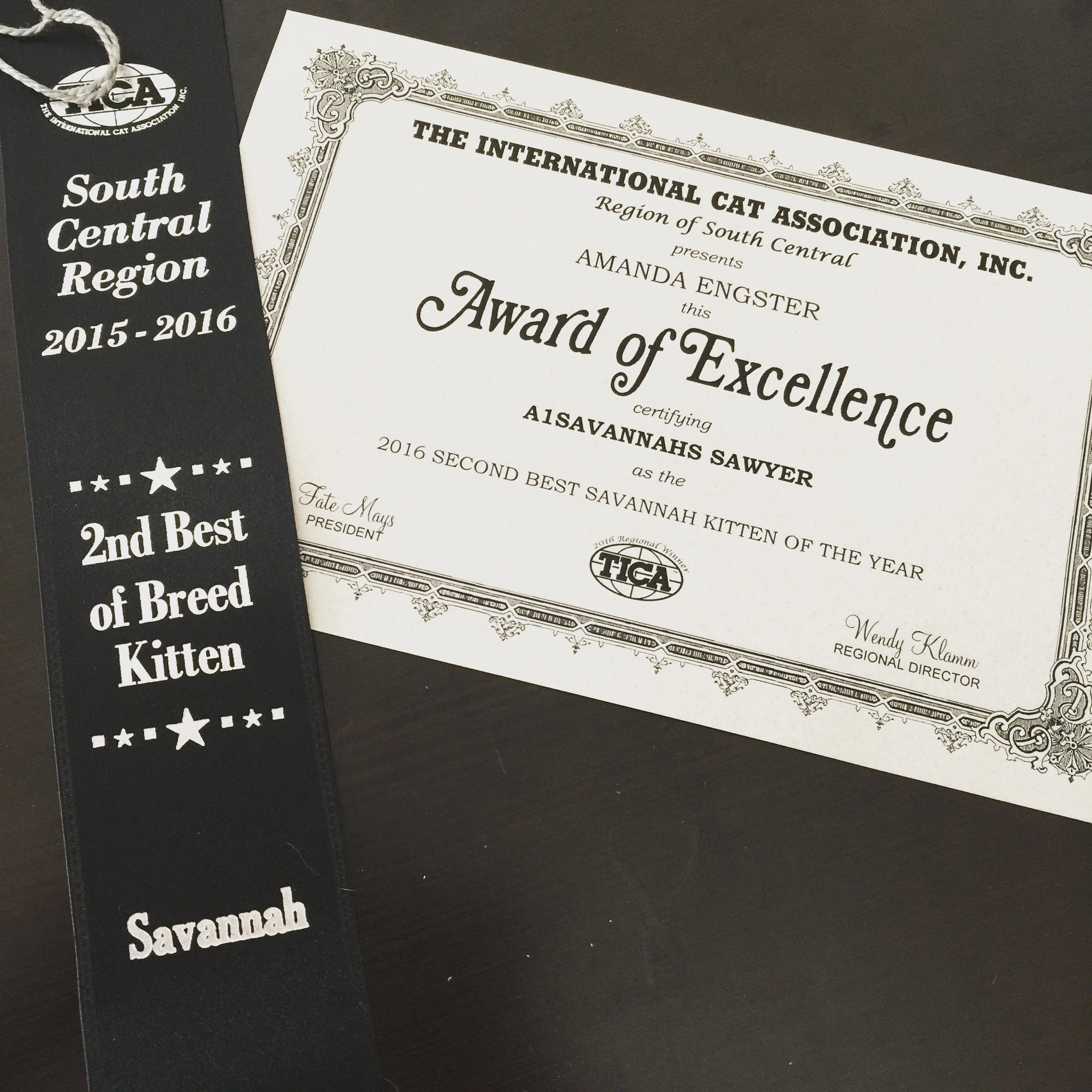 October 15, 2016 - A1Savannahs Show Kitten Sawyer 