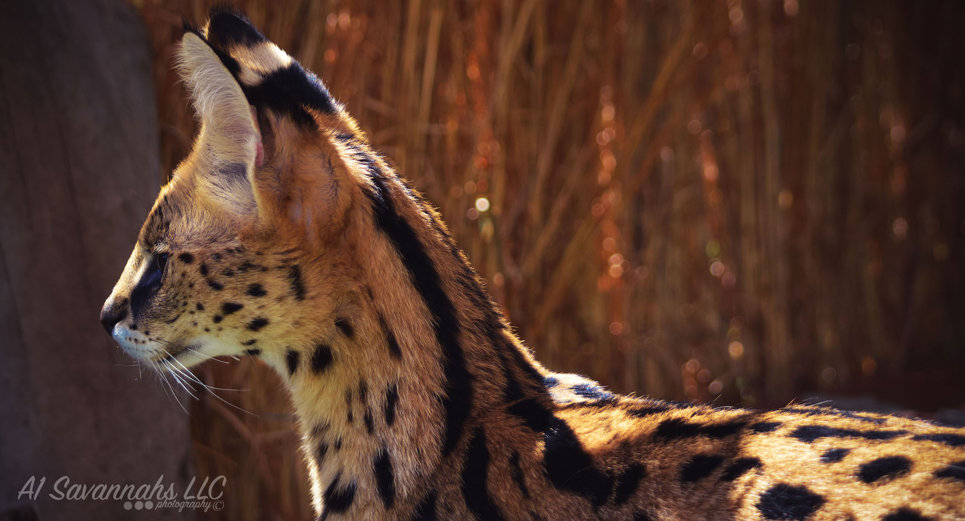 African Serval Athina looking tentatively 