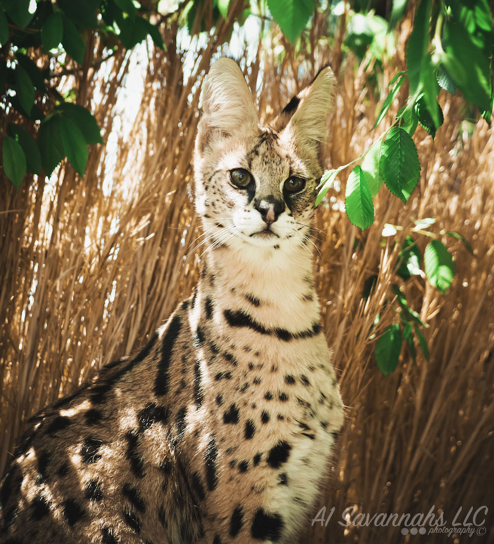 Iris the African Serval sitting in the shade