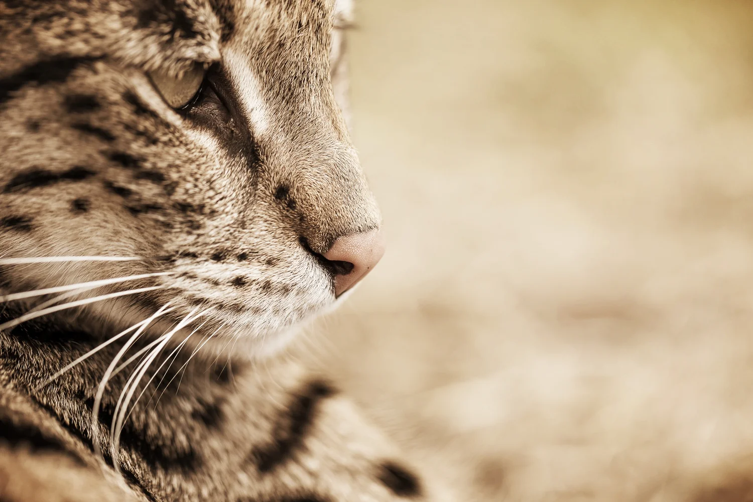 A1 Savannahs The Original Founder Of The Savannah Cat Breed