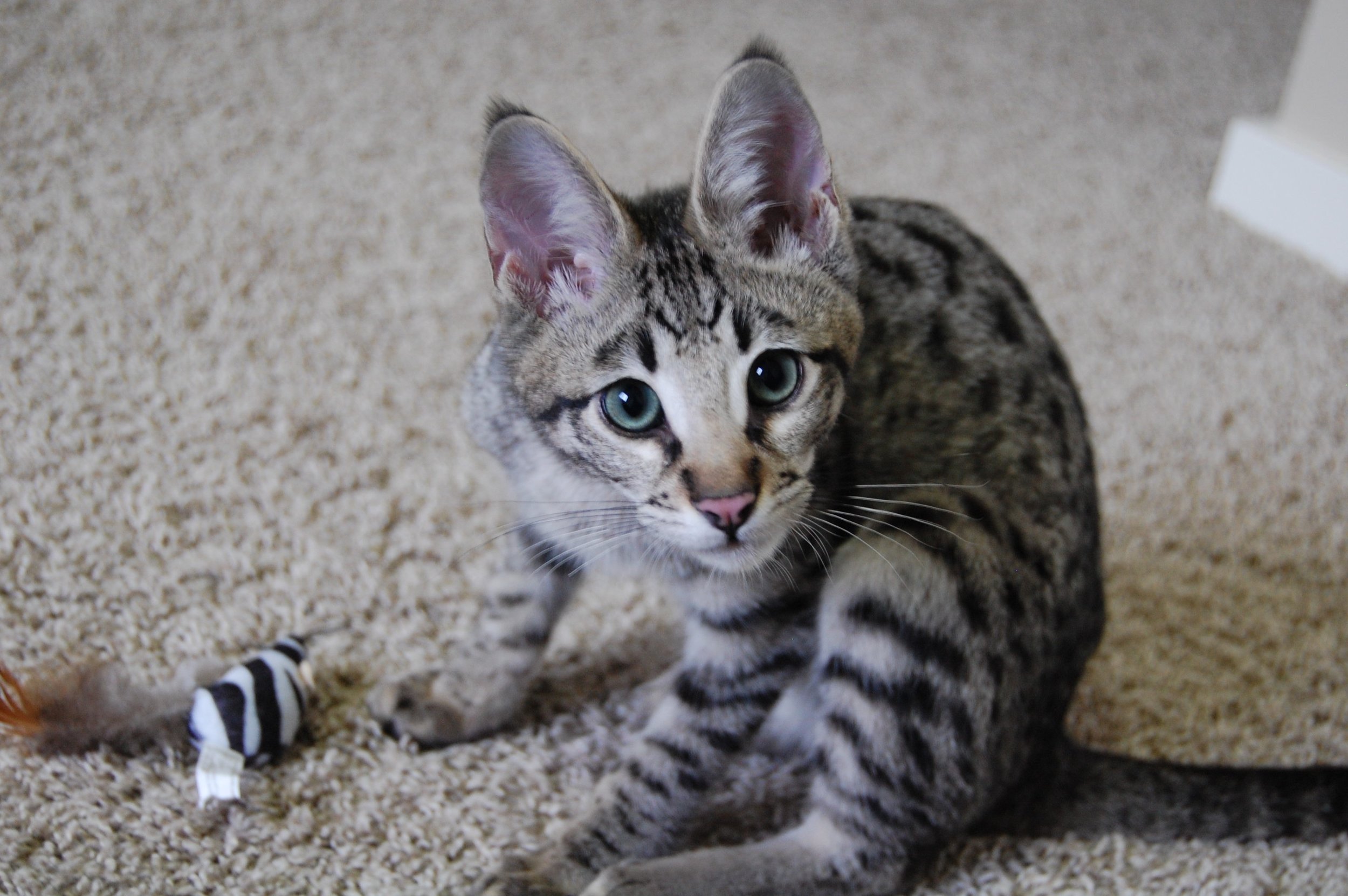 Landon - F2 Savannah 