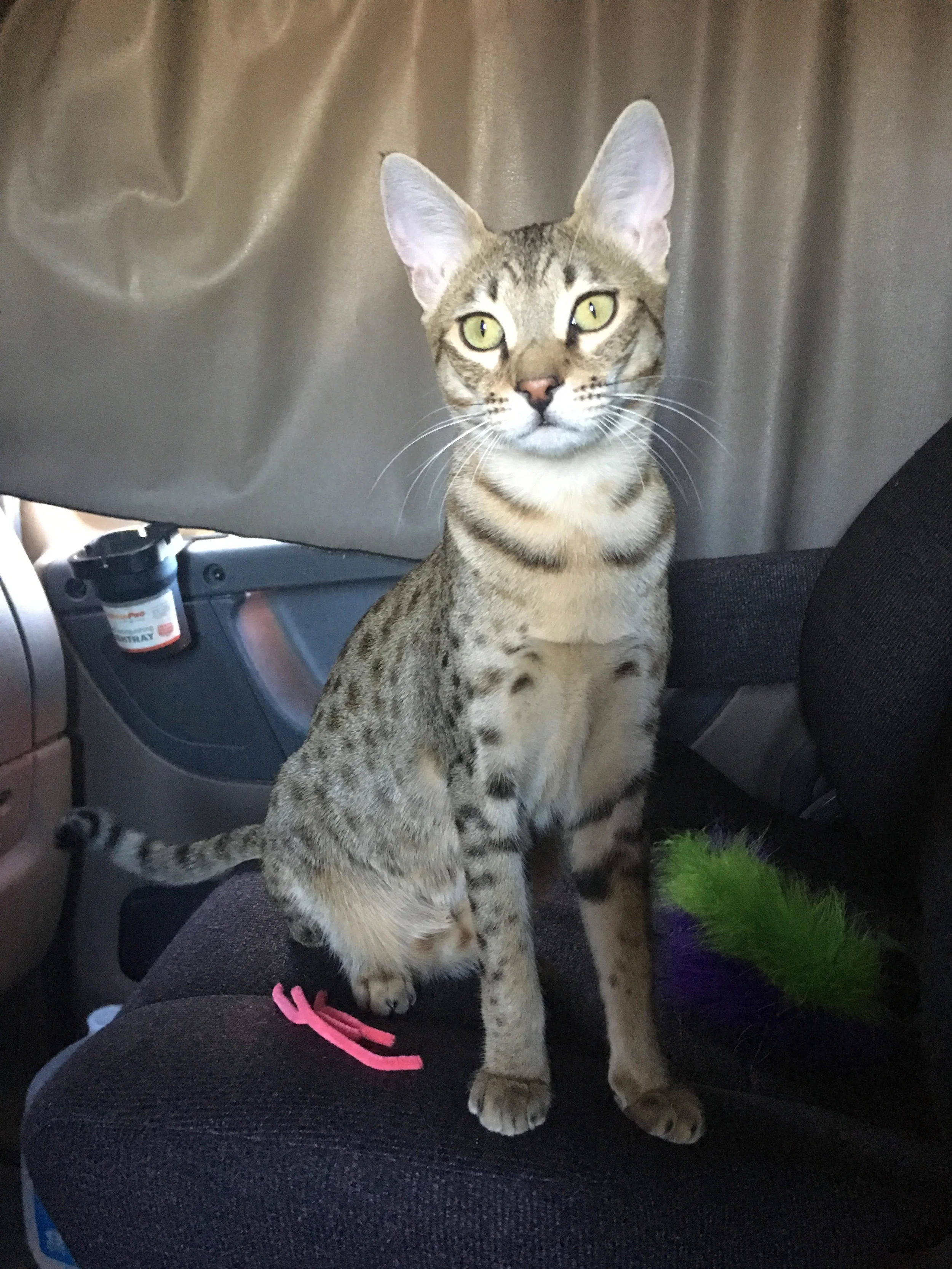 February 13th, 2017 - A Kitty that Saved a Life.