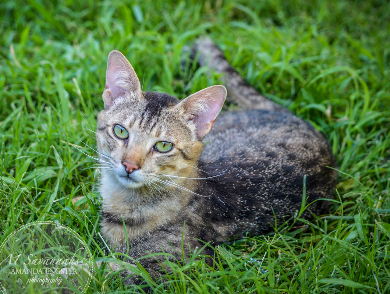 Sawyer-Breeder-3.jpg